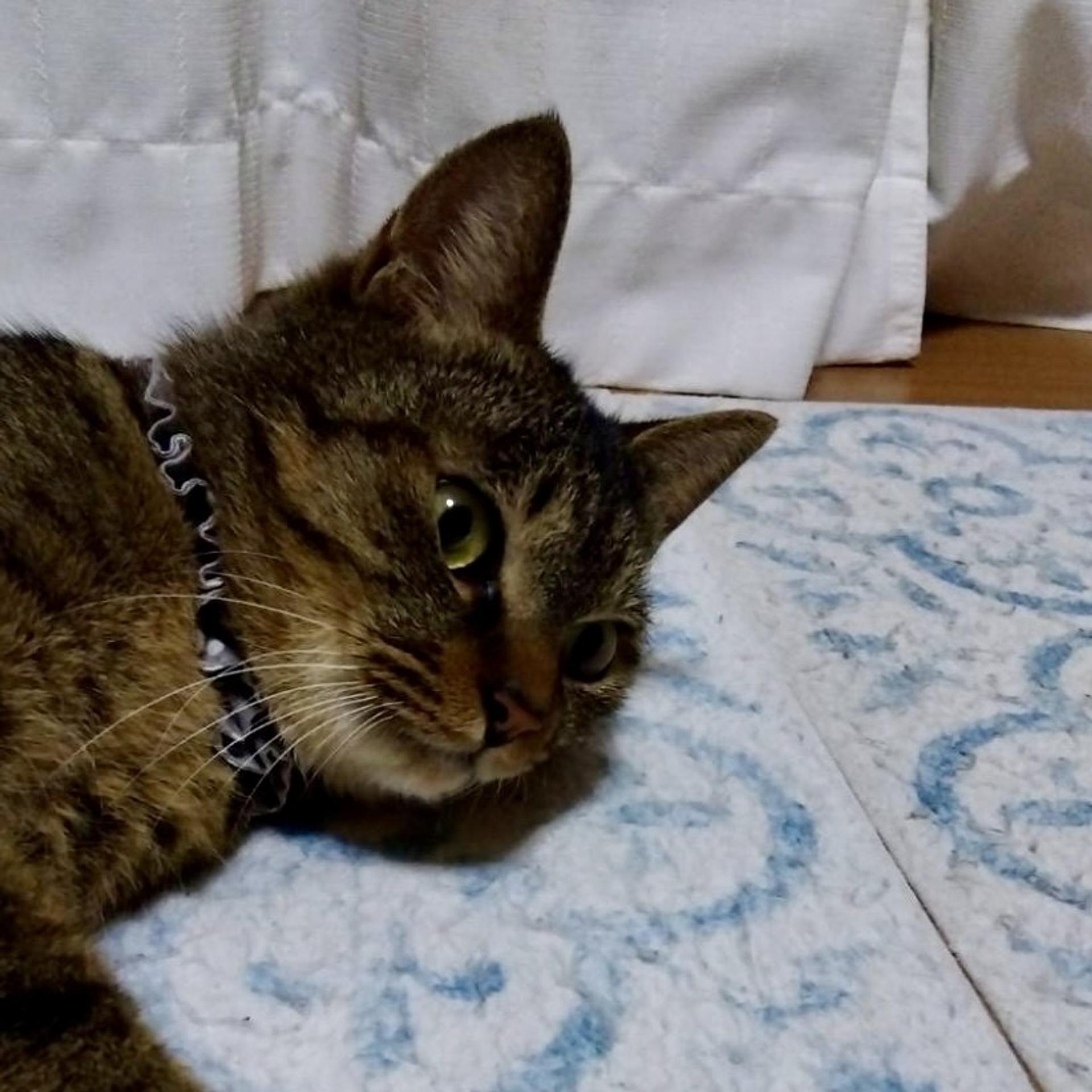 pet-image-5