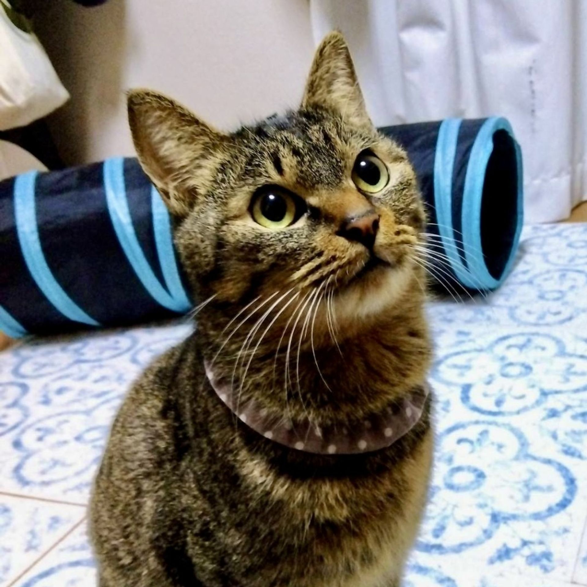 雑種（ミックス猫）・オスの里親募集の写真