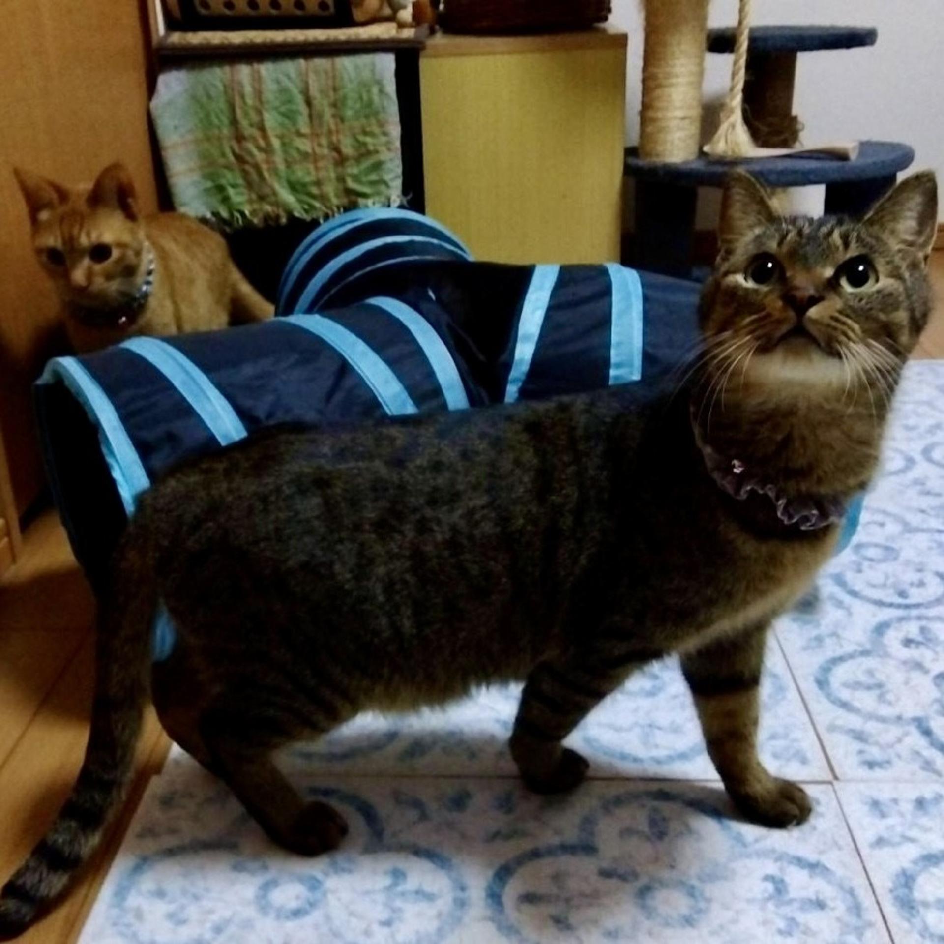 pet-image-2