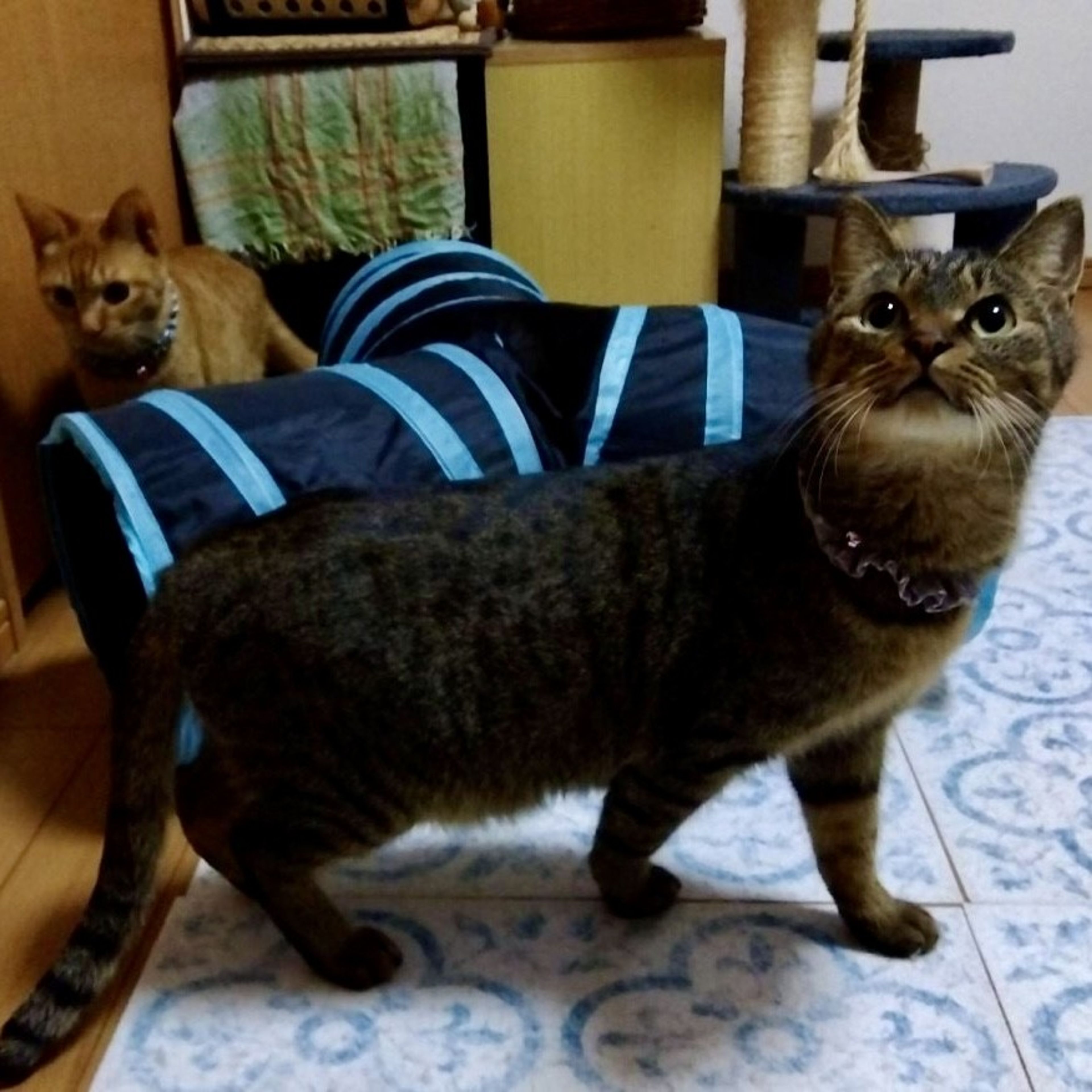 image-1