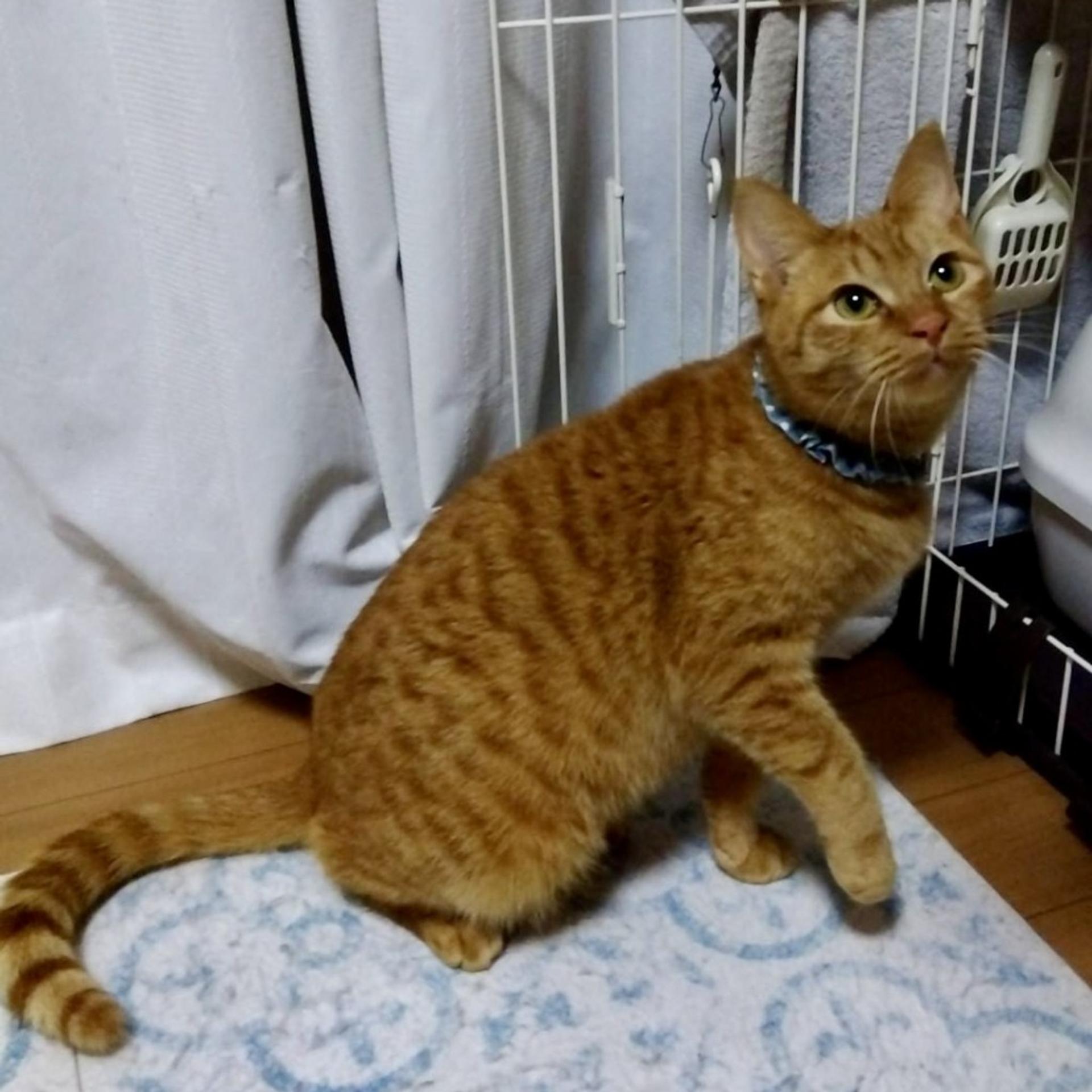 pet-image-3