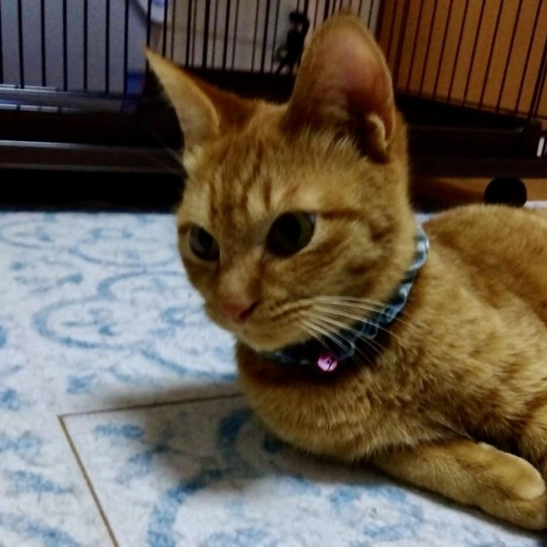pet-image-5