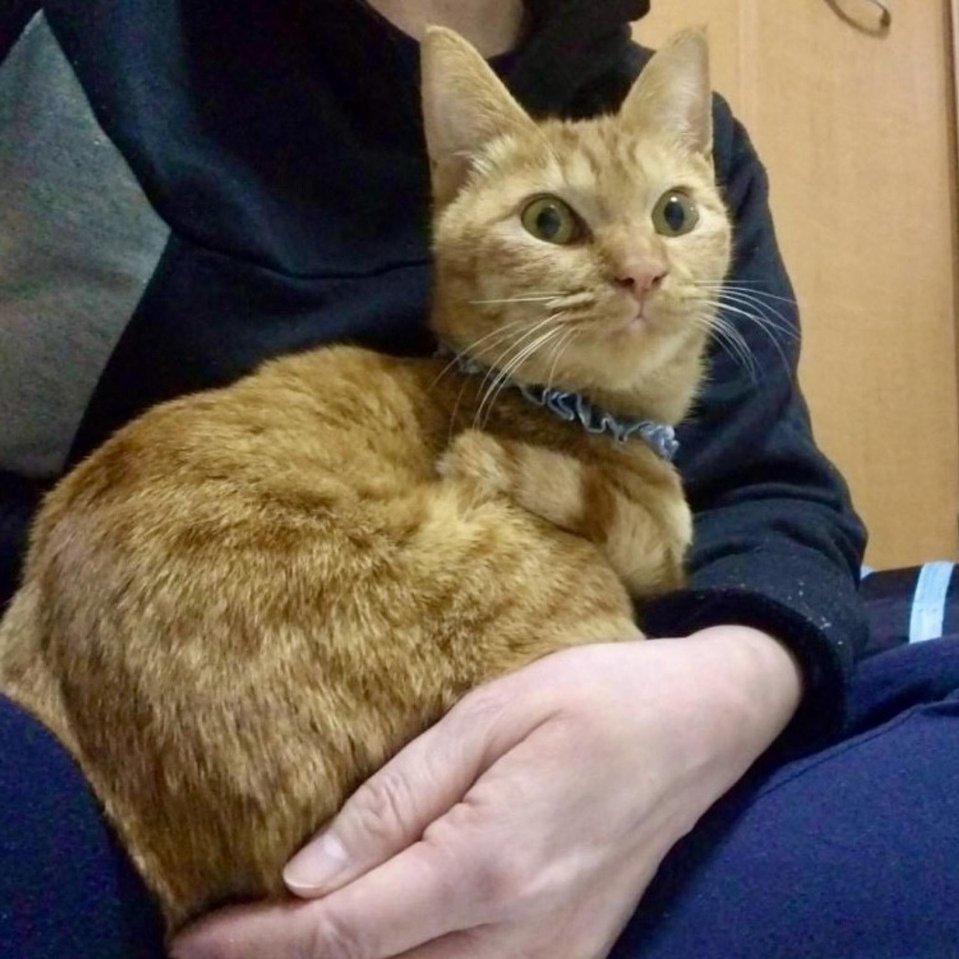 pet-image-6