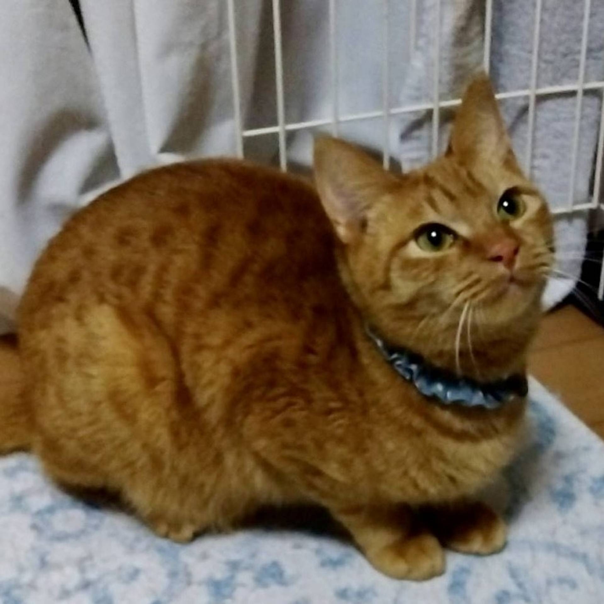 雑種（ミックス猫）・オスの里親募集の写真