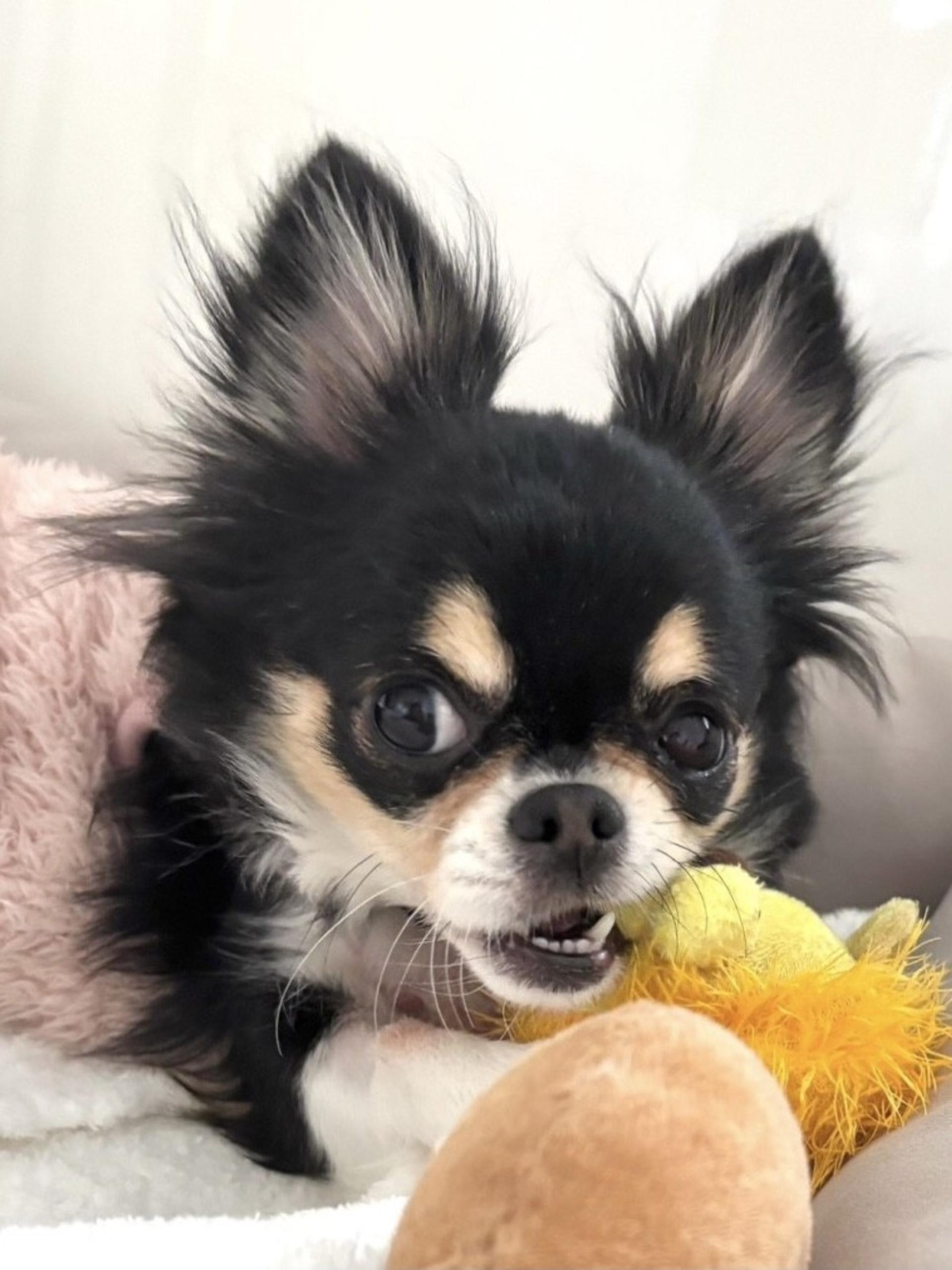 pet-image-3