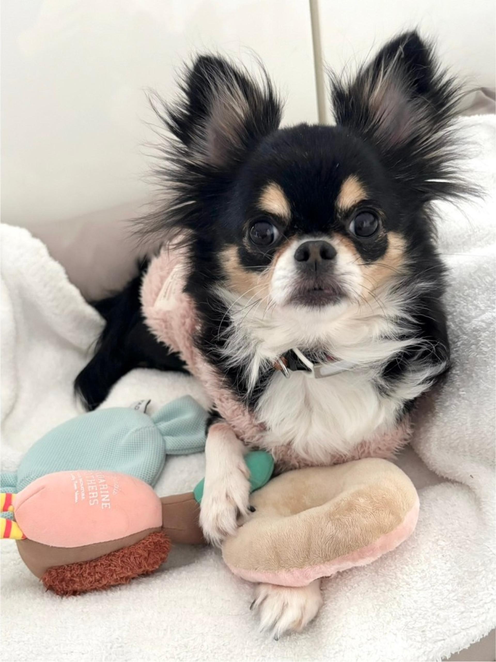 pet-image-4