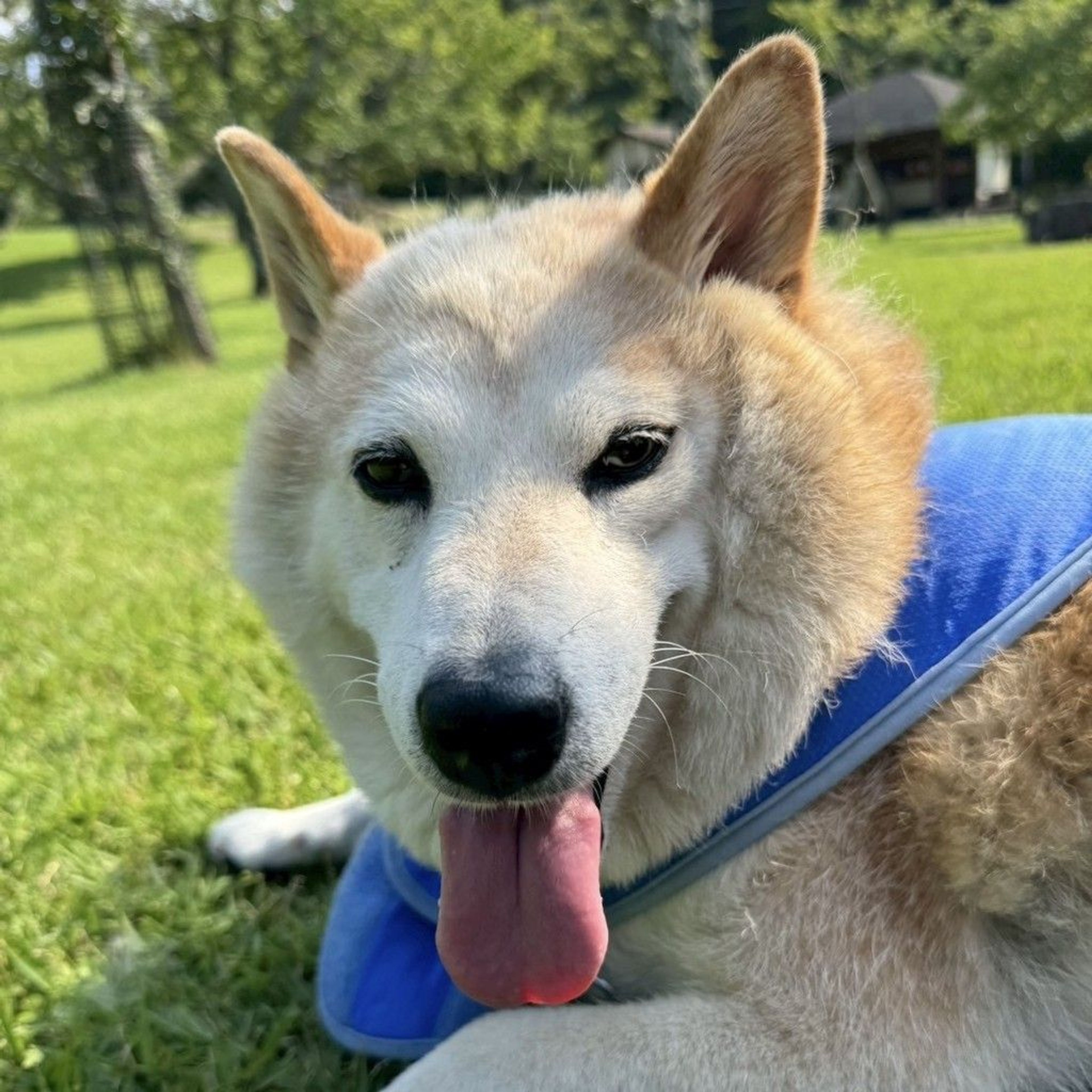 柴犬・メスの里親募集の写真