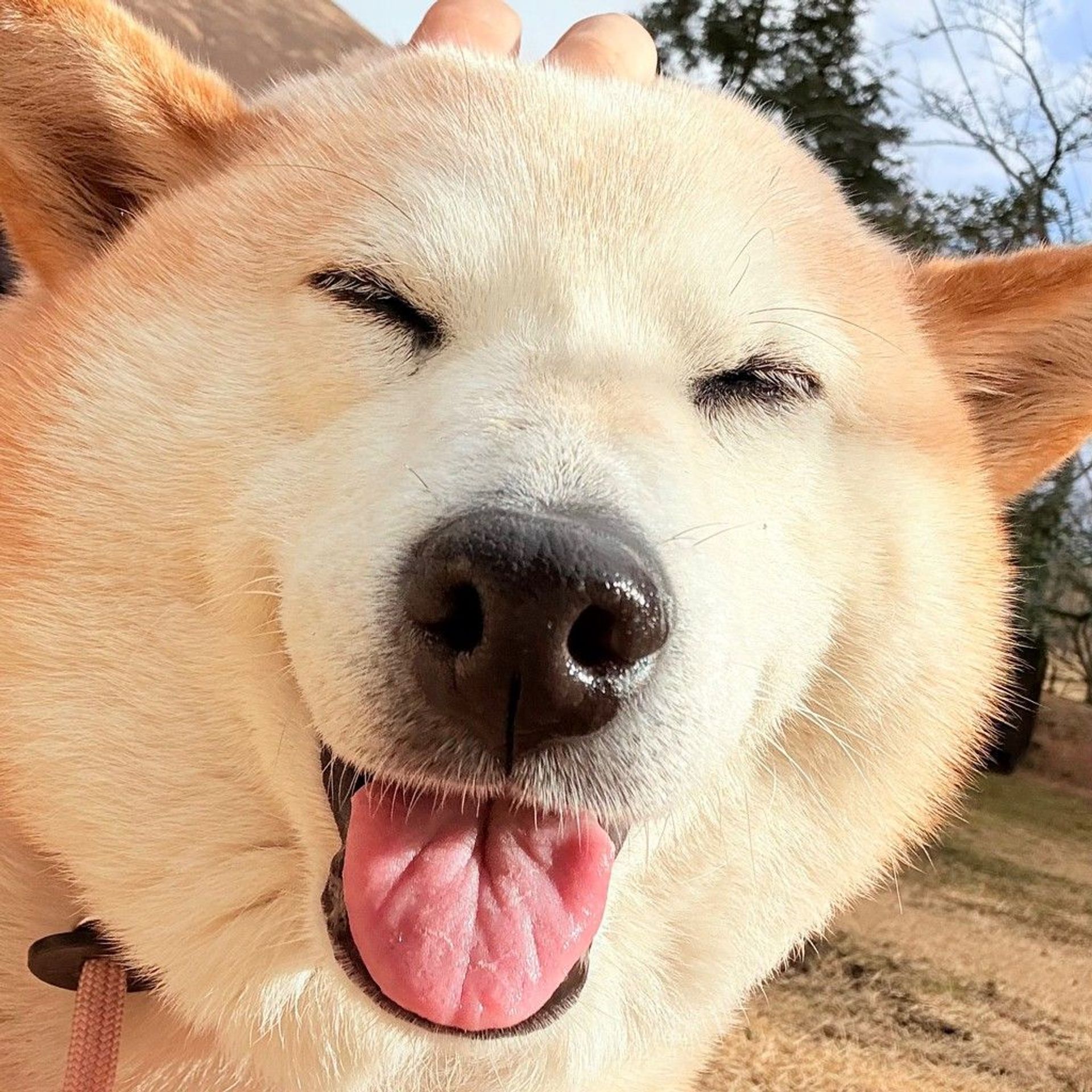柴犬・メスの里親募集の写真