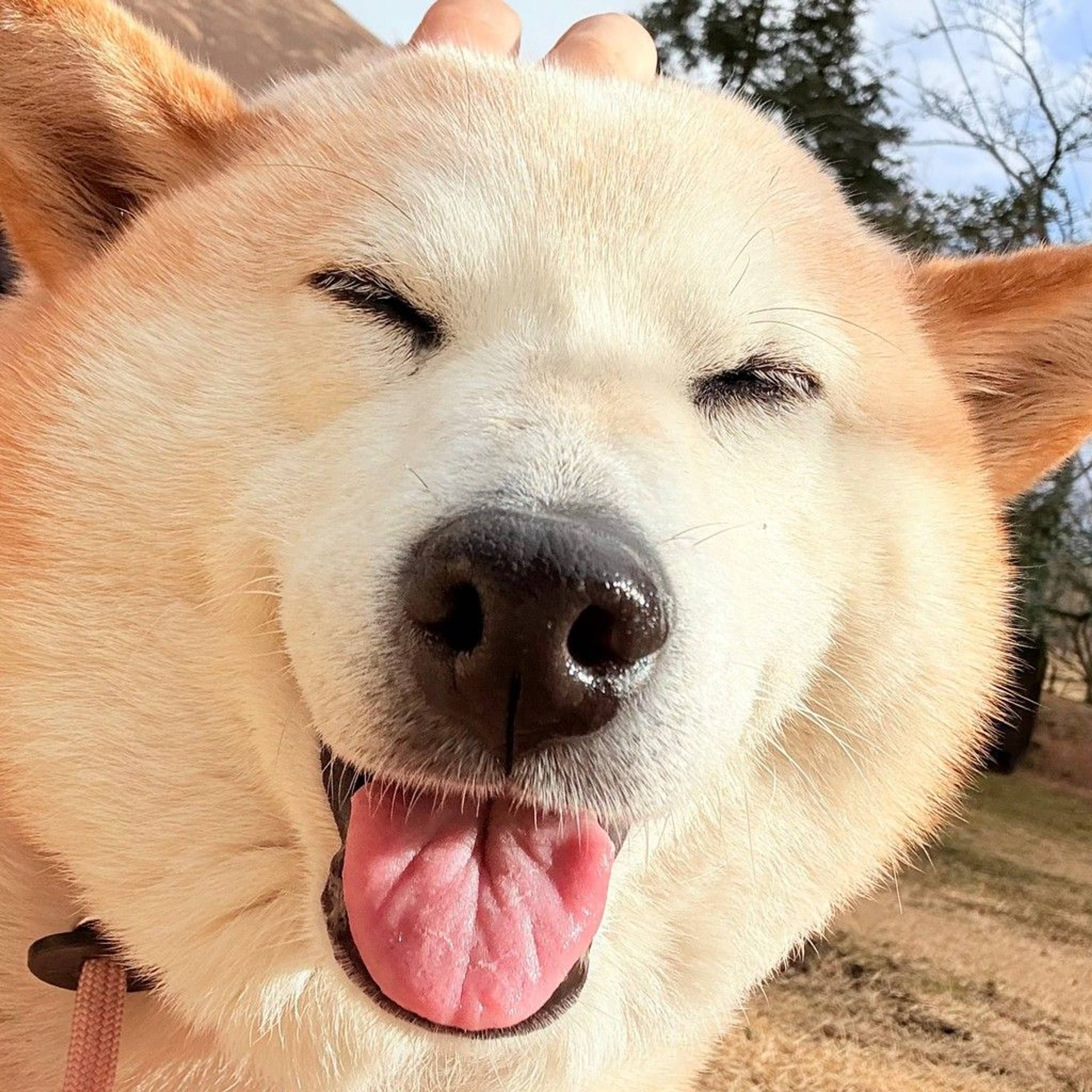 柴犬・メスの里親募集の写真