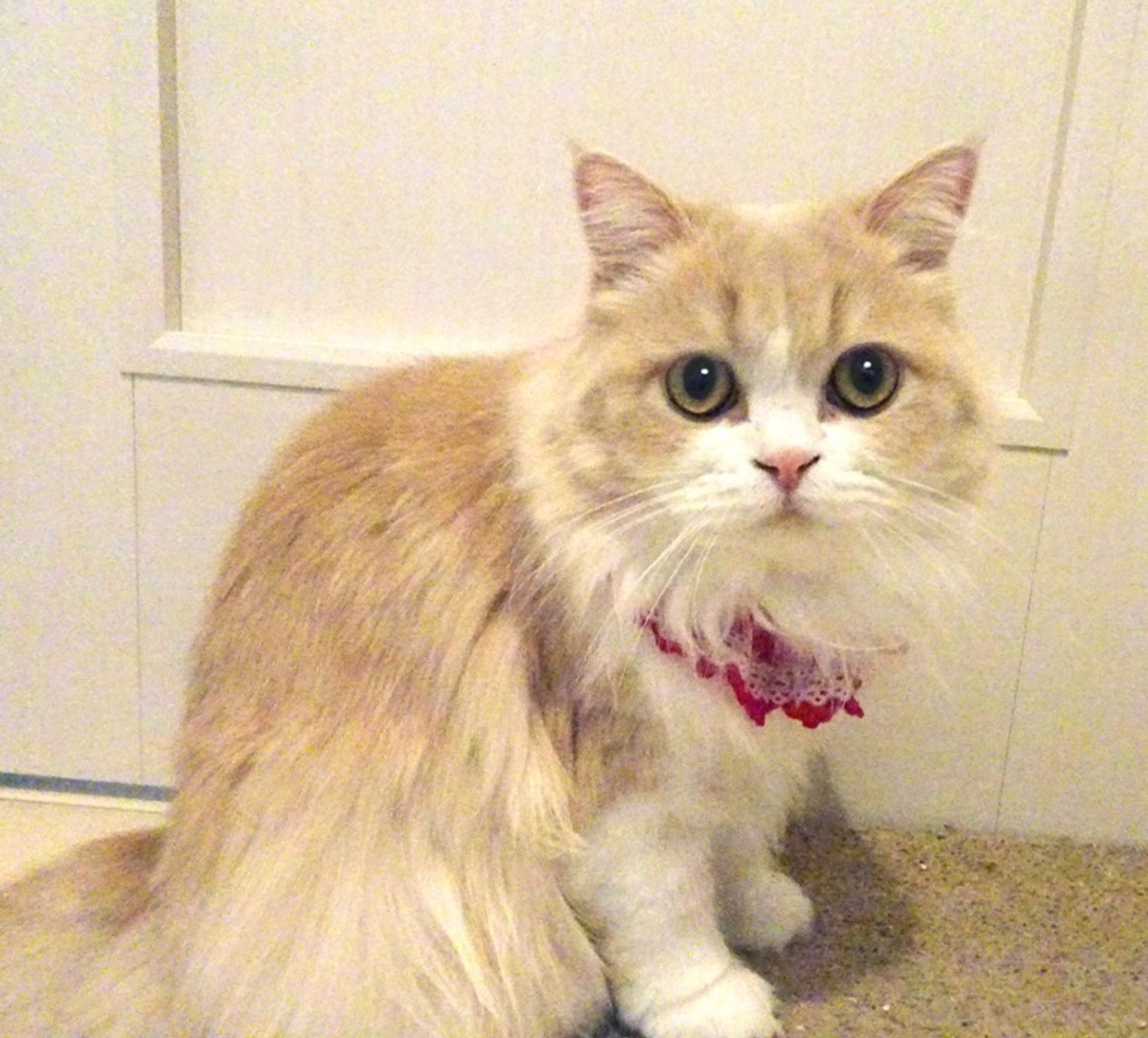 雑種（ミックス猫）・メスの里親募集の写真