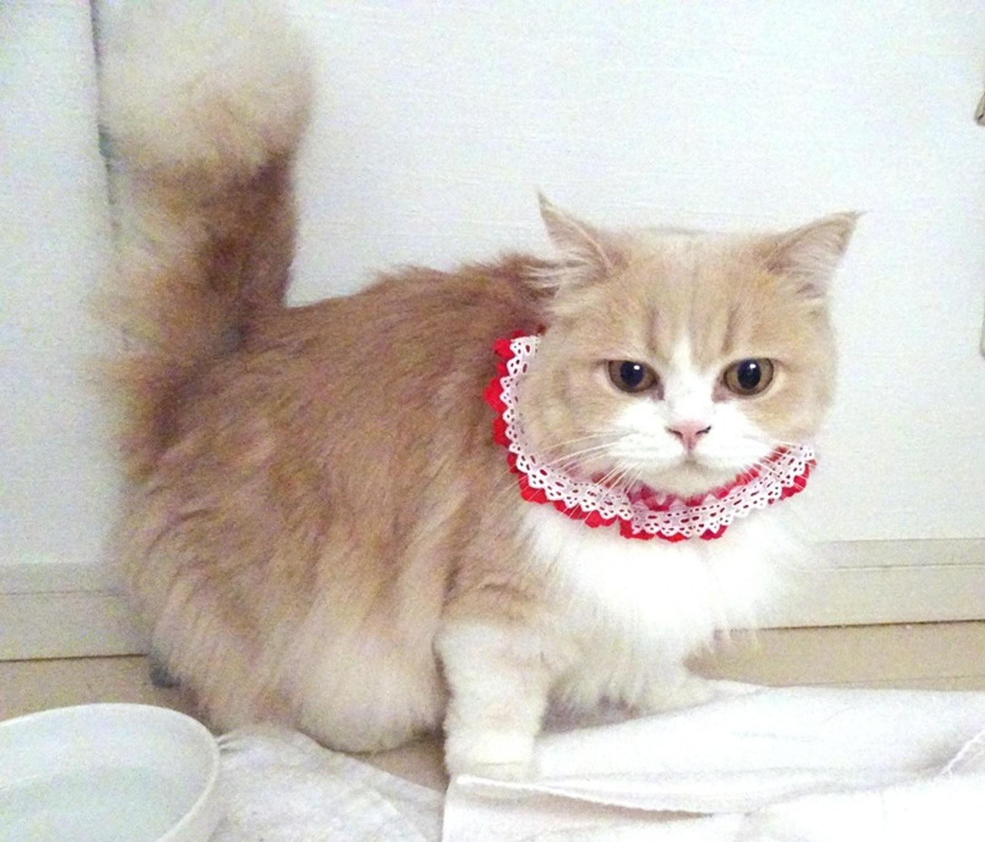 pet-image-3