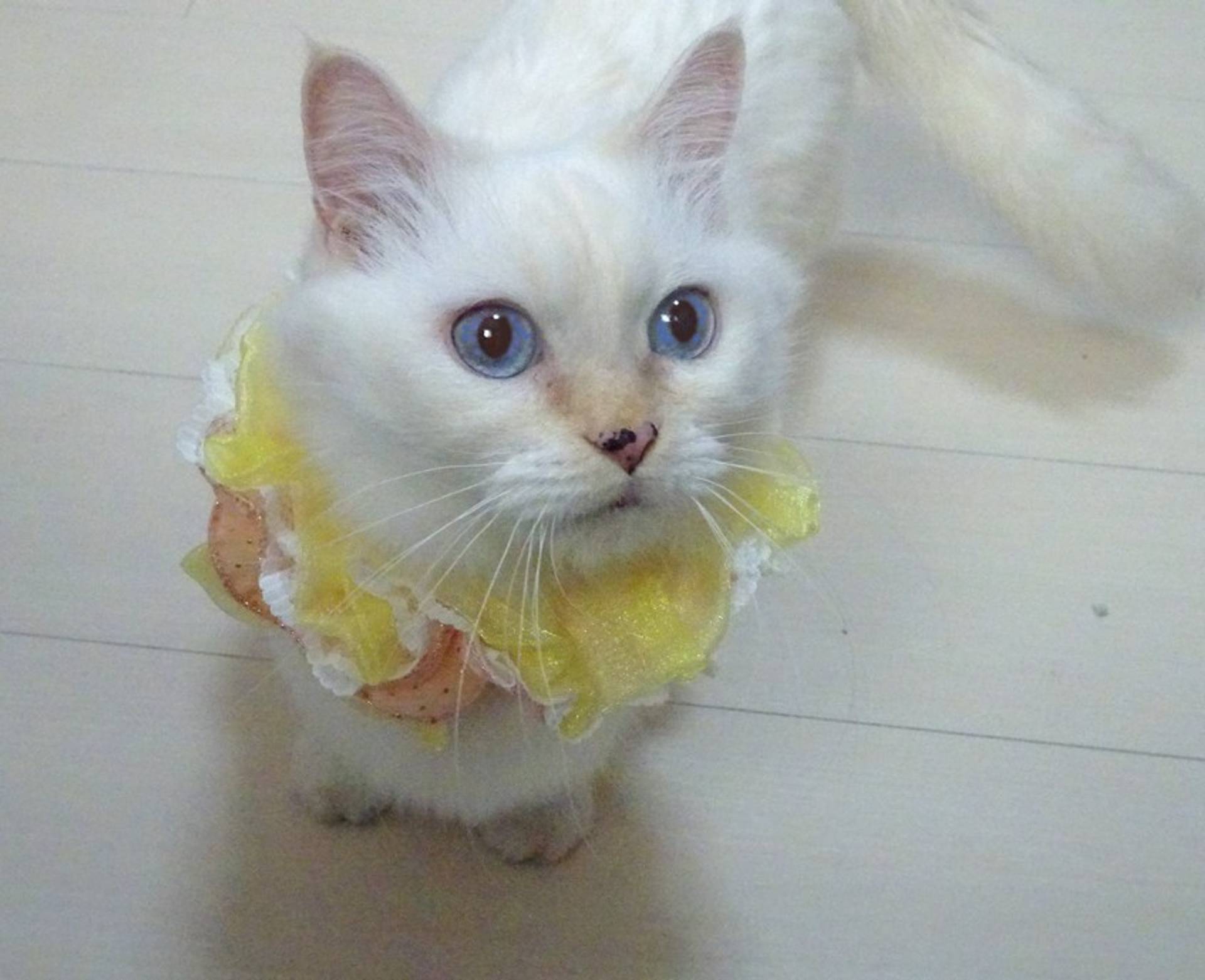 マンチカン・メスの里親募集の写真