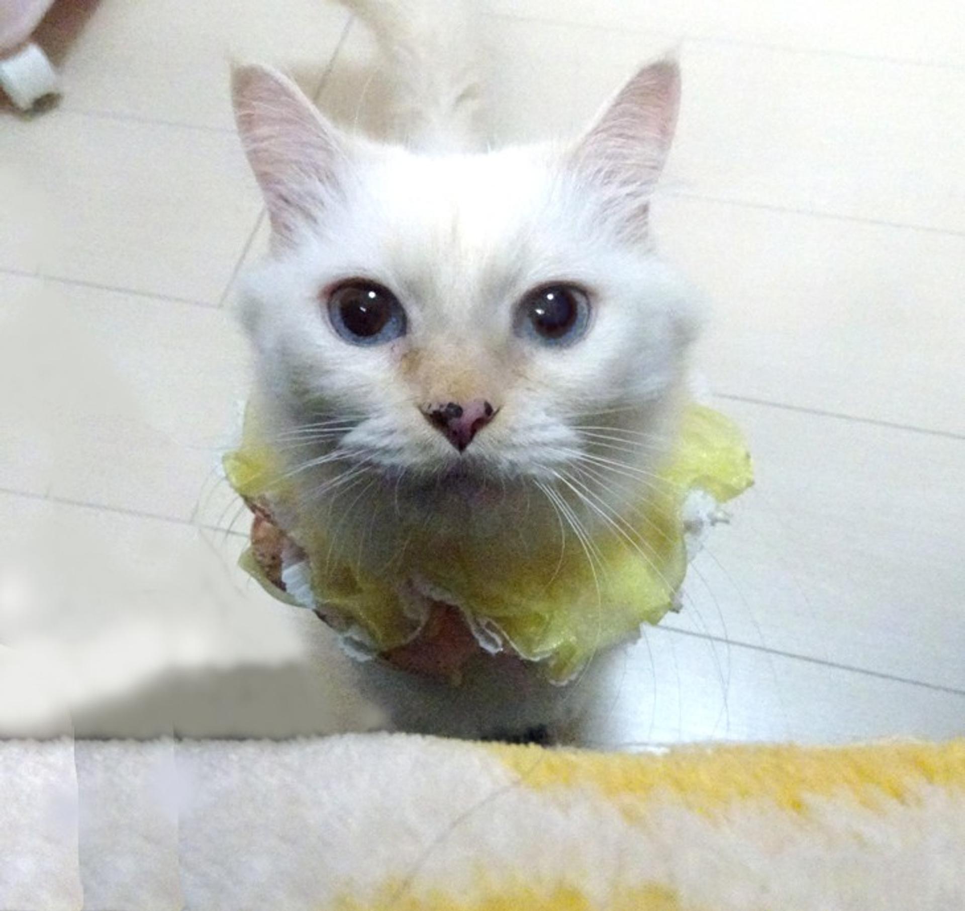 pet-image-4