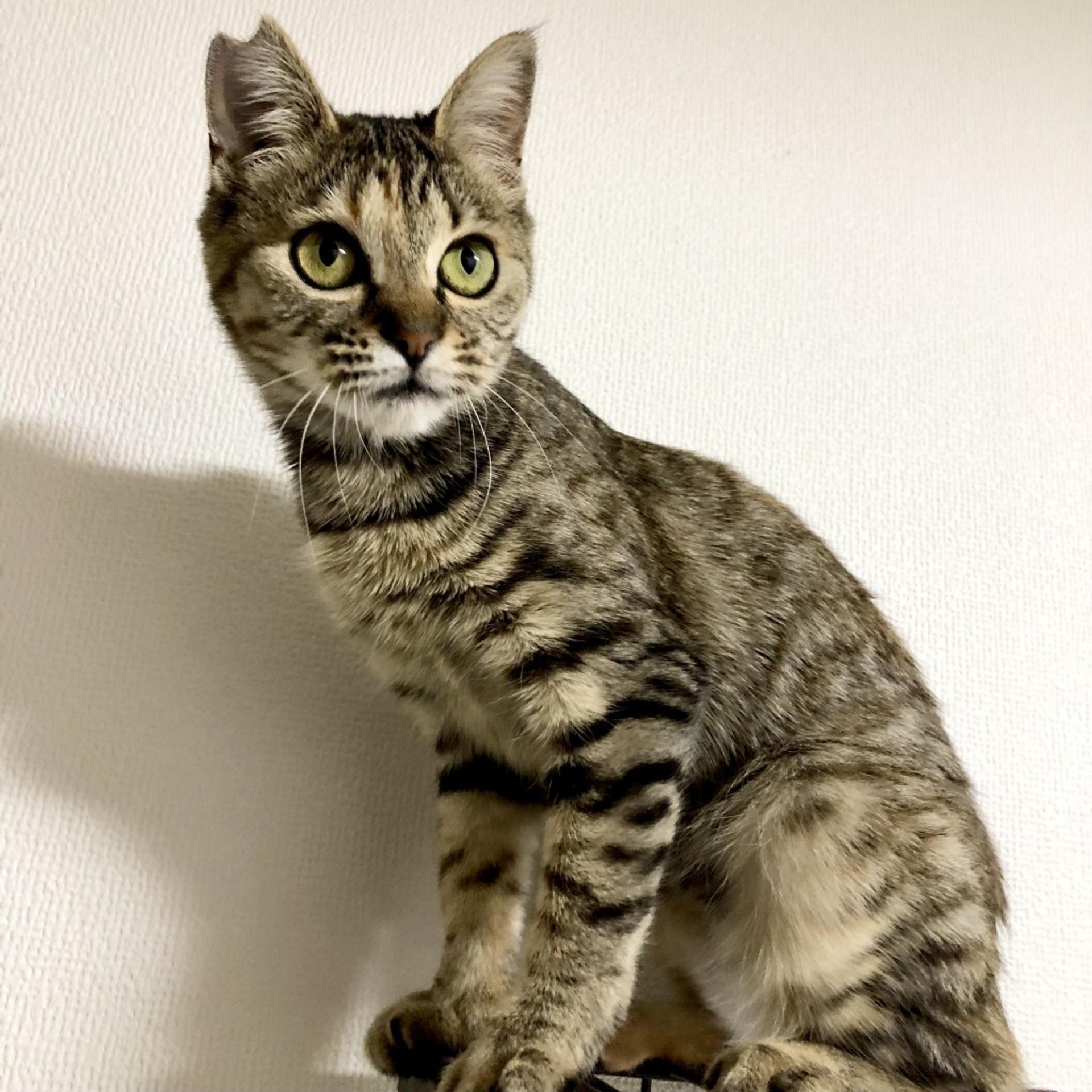 pet-image-4