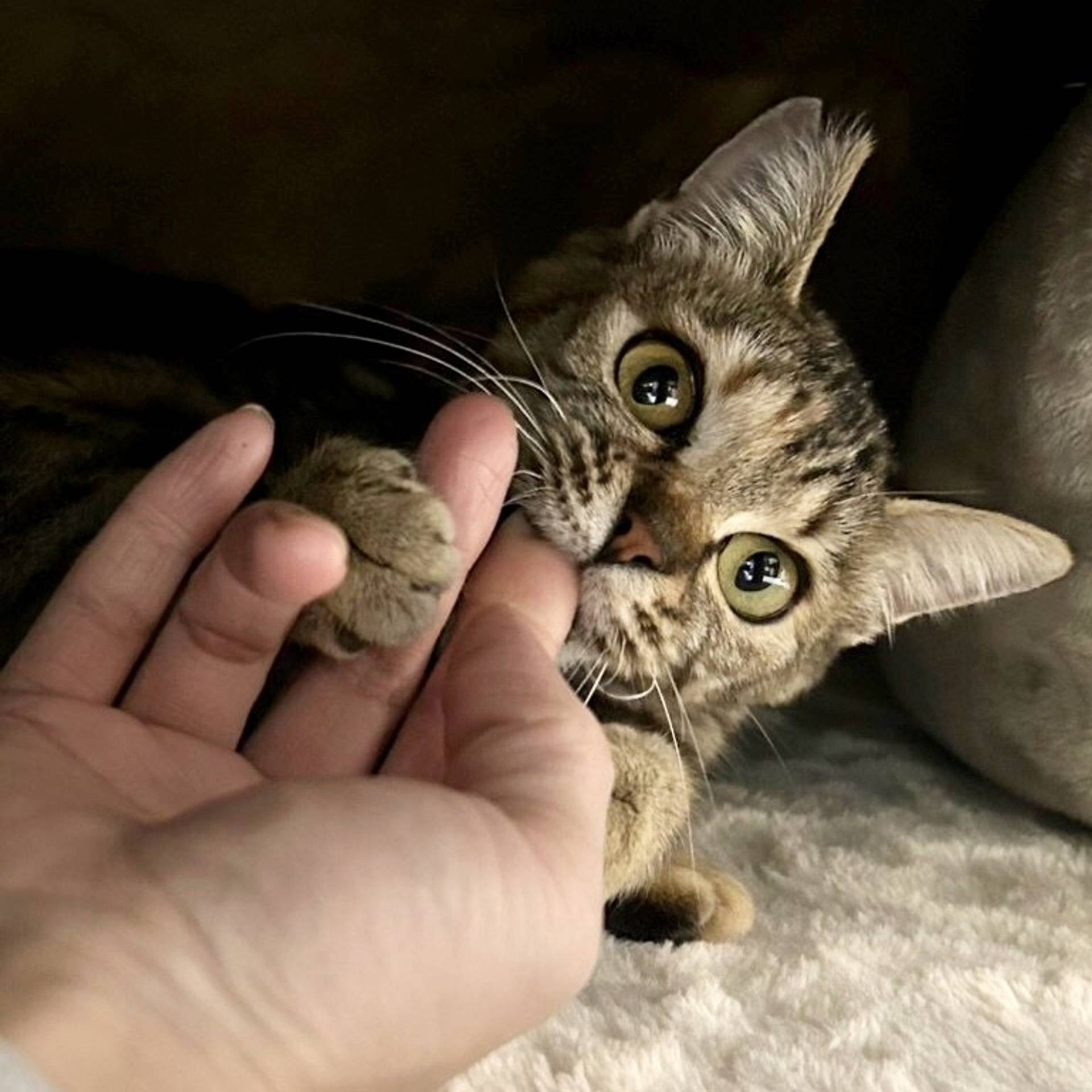雑種（ミックス猫）・メスの里親募集の写真