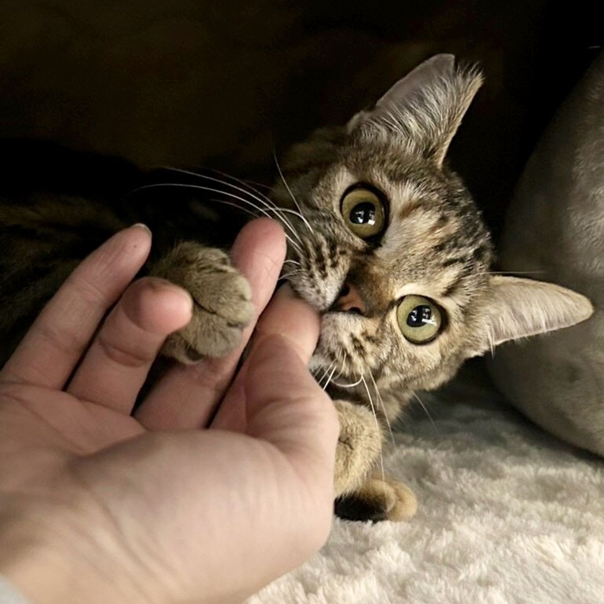 雑種（ミックス猫）・メスの里親募集の写真