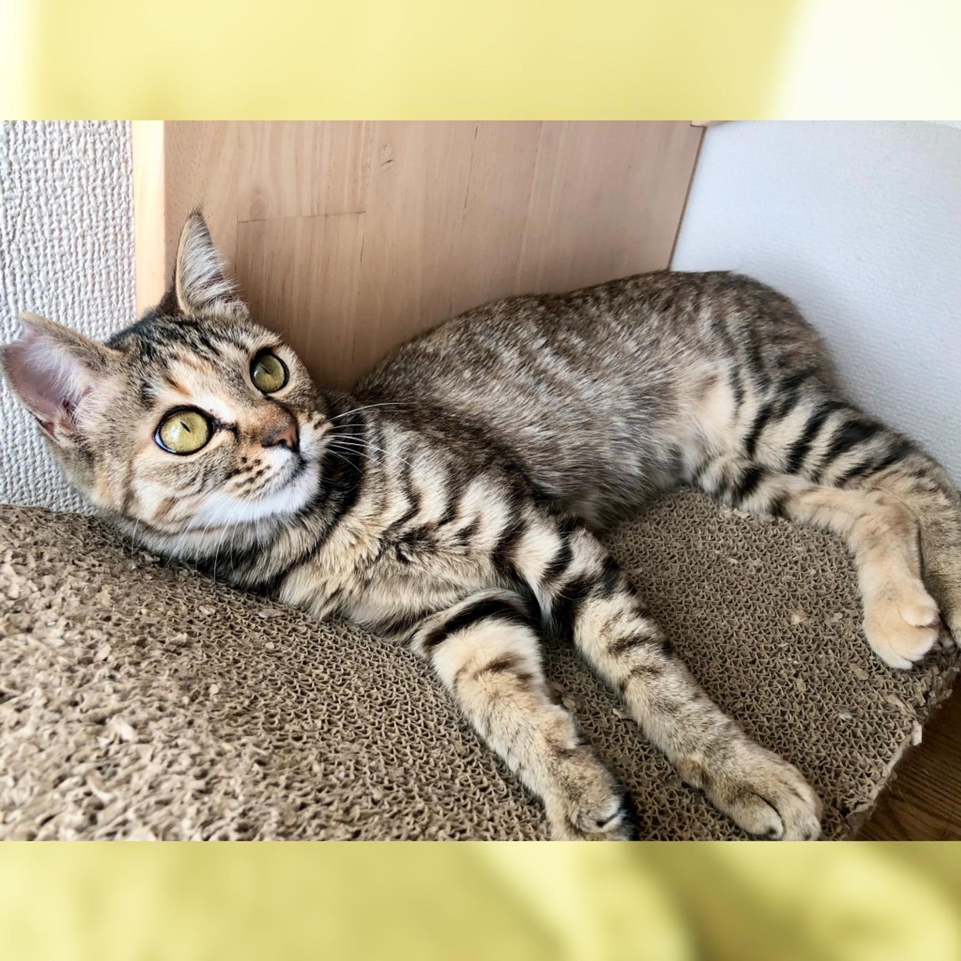 pet-image-3