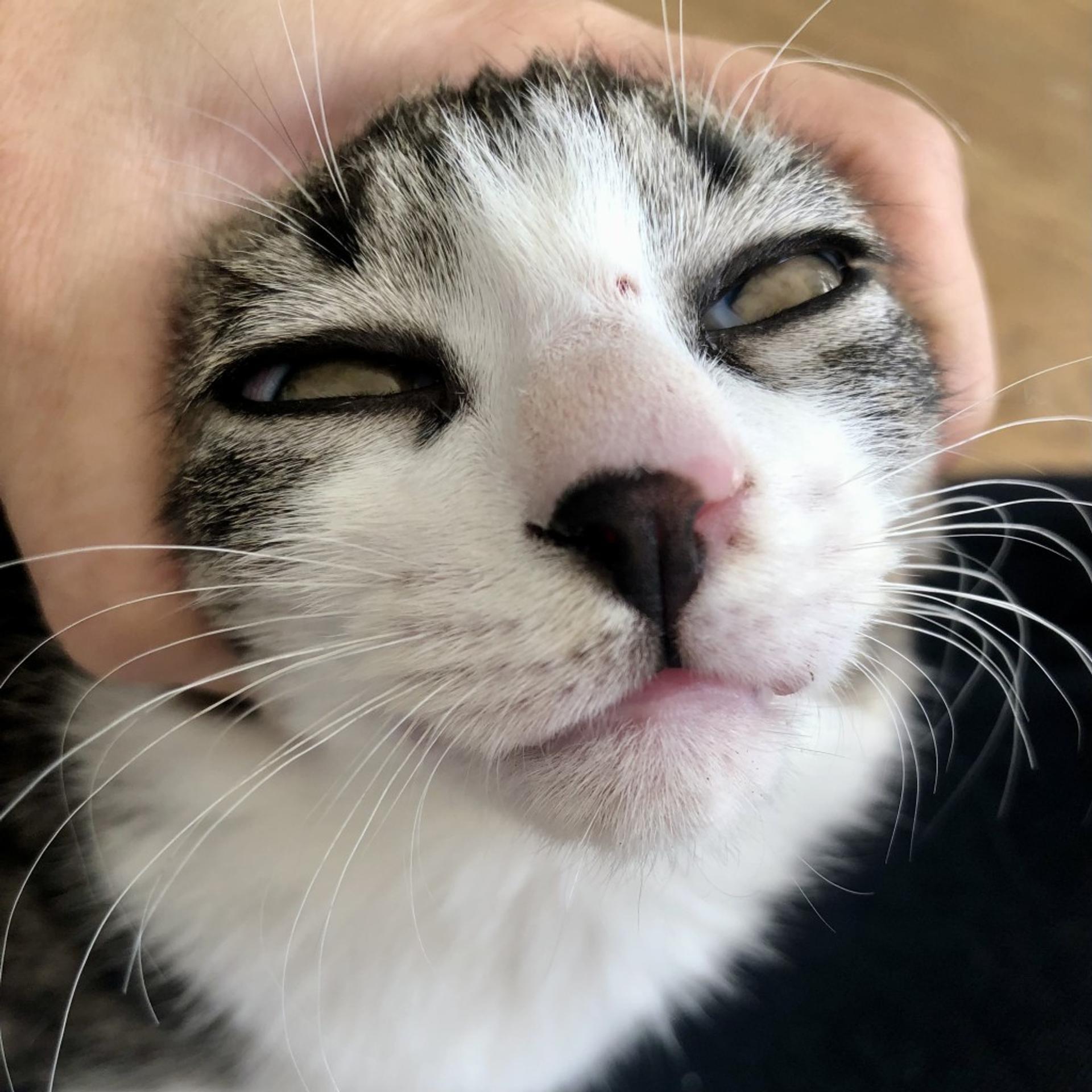 pet-image-4