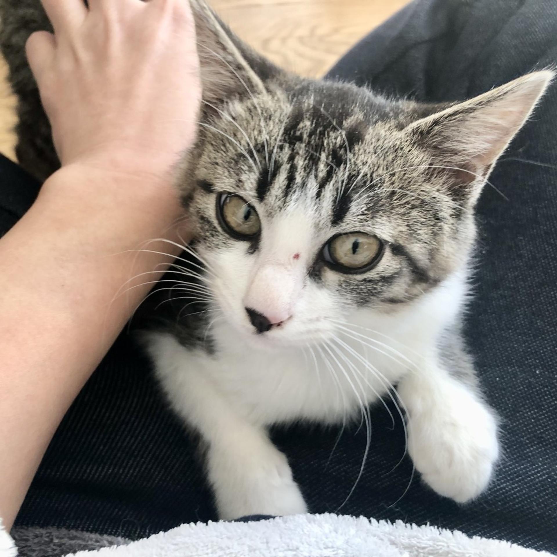 pet-image-3