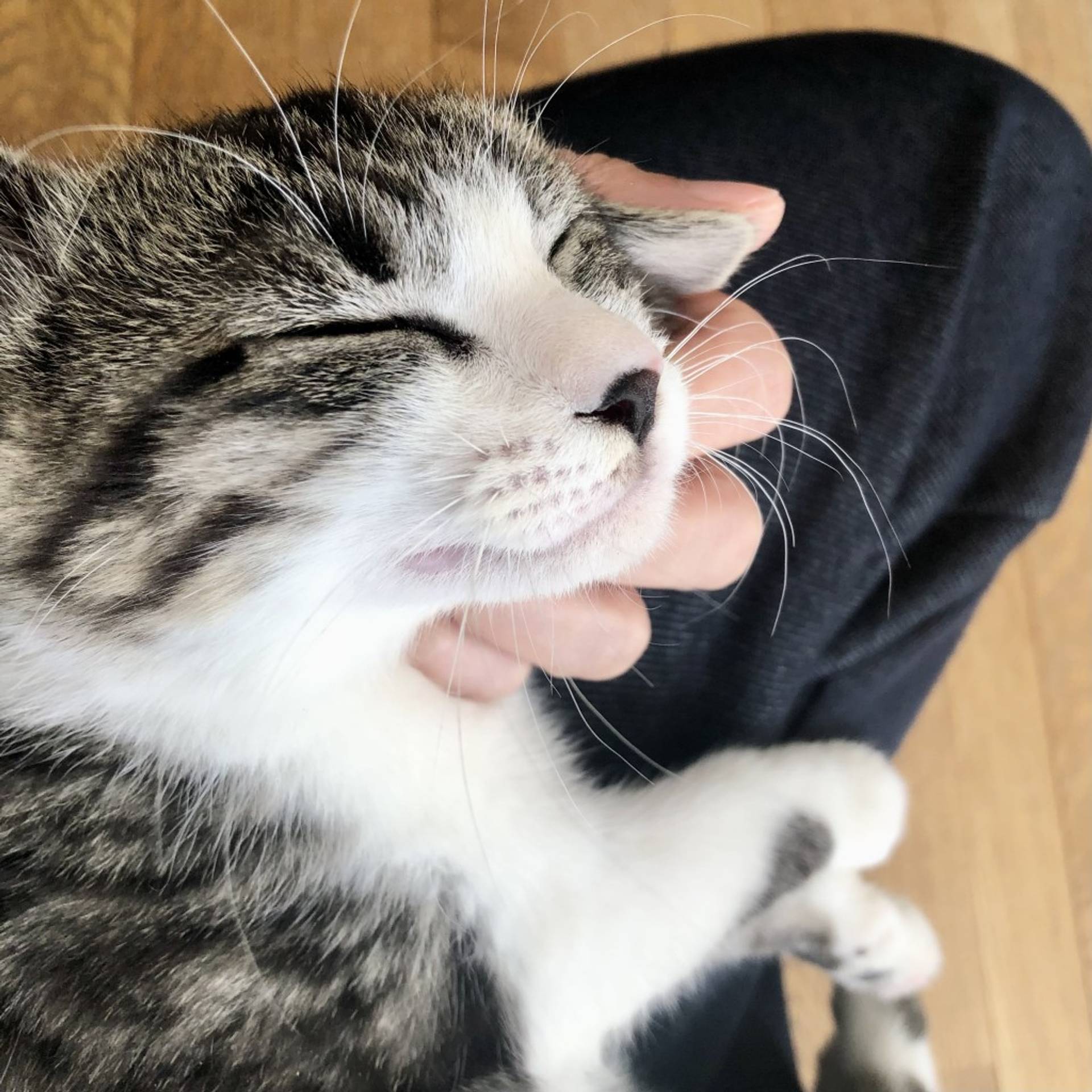 雑種（ミックス猫）・オスの里親募集の写真