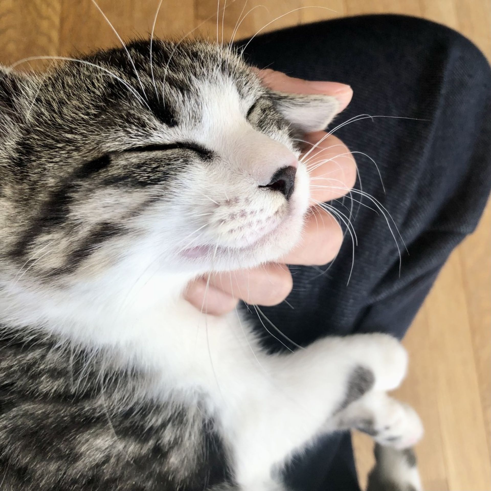 雑種（ミックス猫）・オスの里親募集の写真