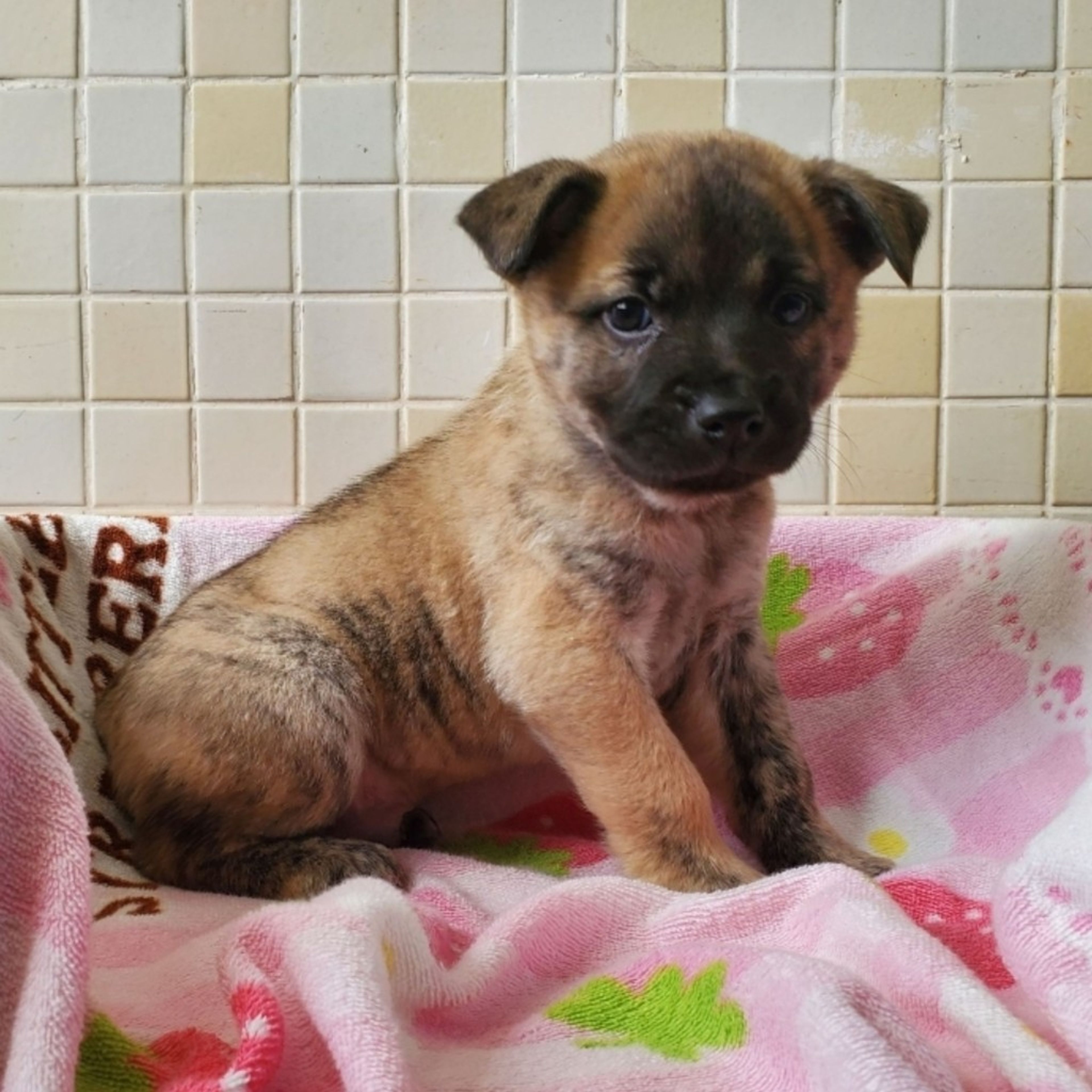 雑種（ミックス犬）・オスの里親募集の写真