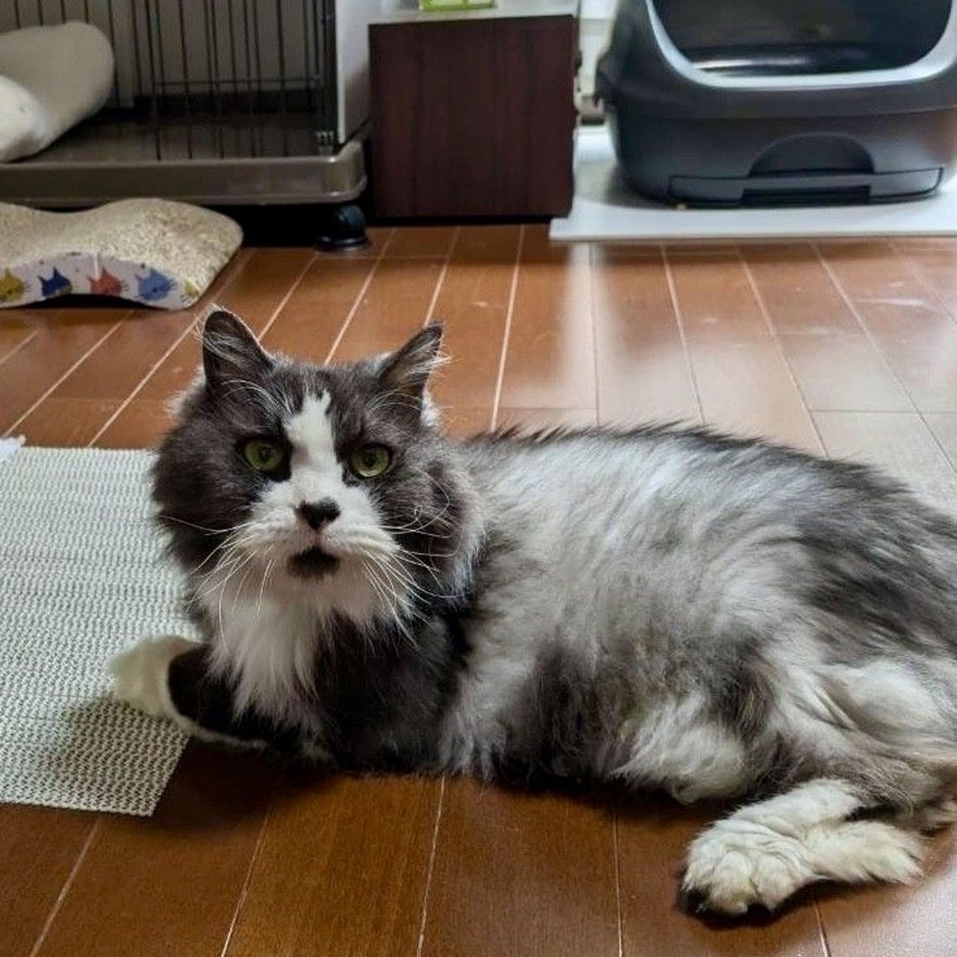 雑種（ミックス猫）・オスの里親募集の写真