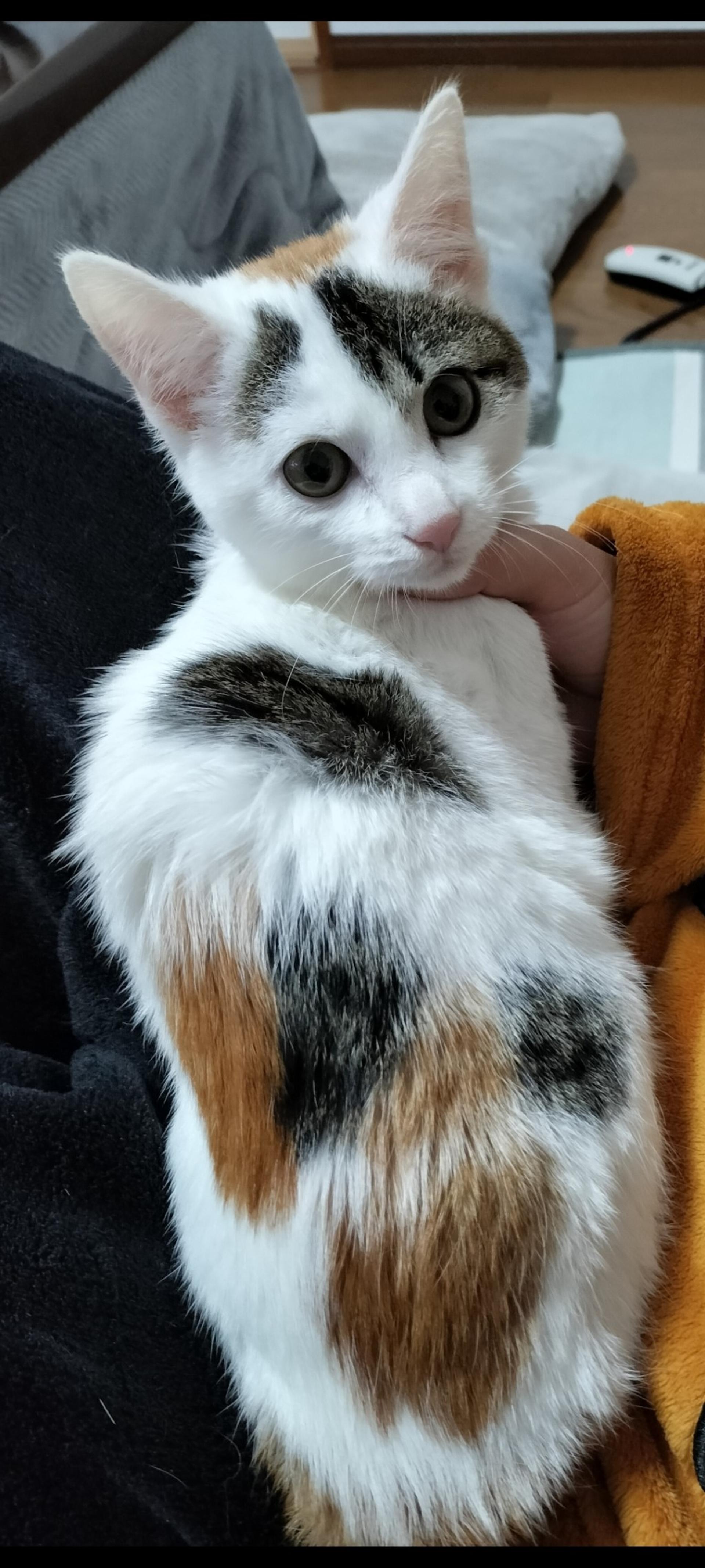pet-image-6