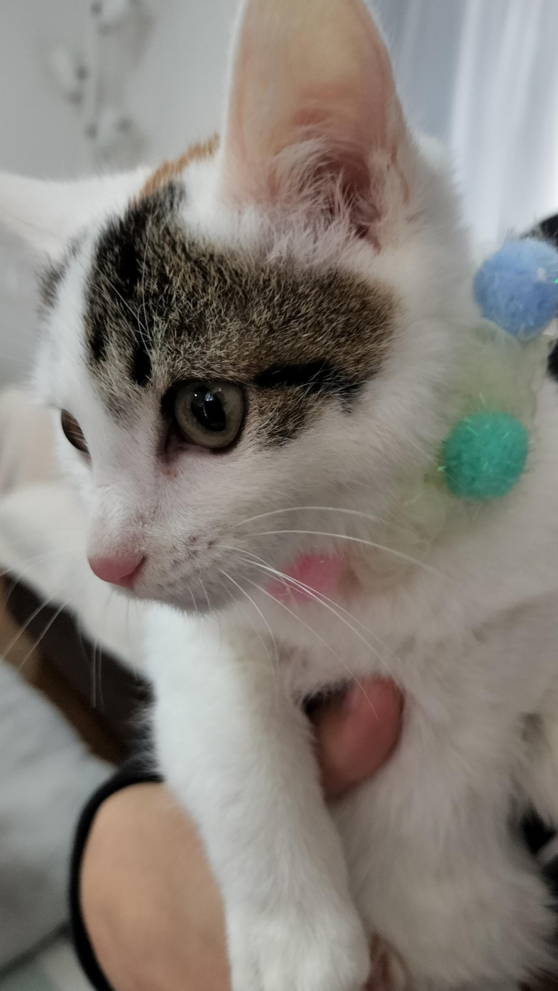 pet-image-3