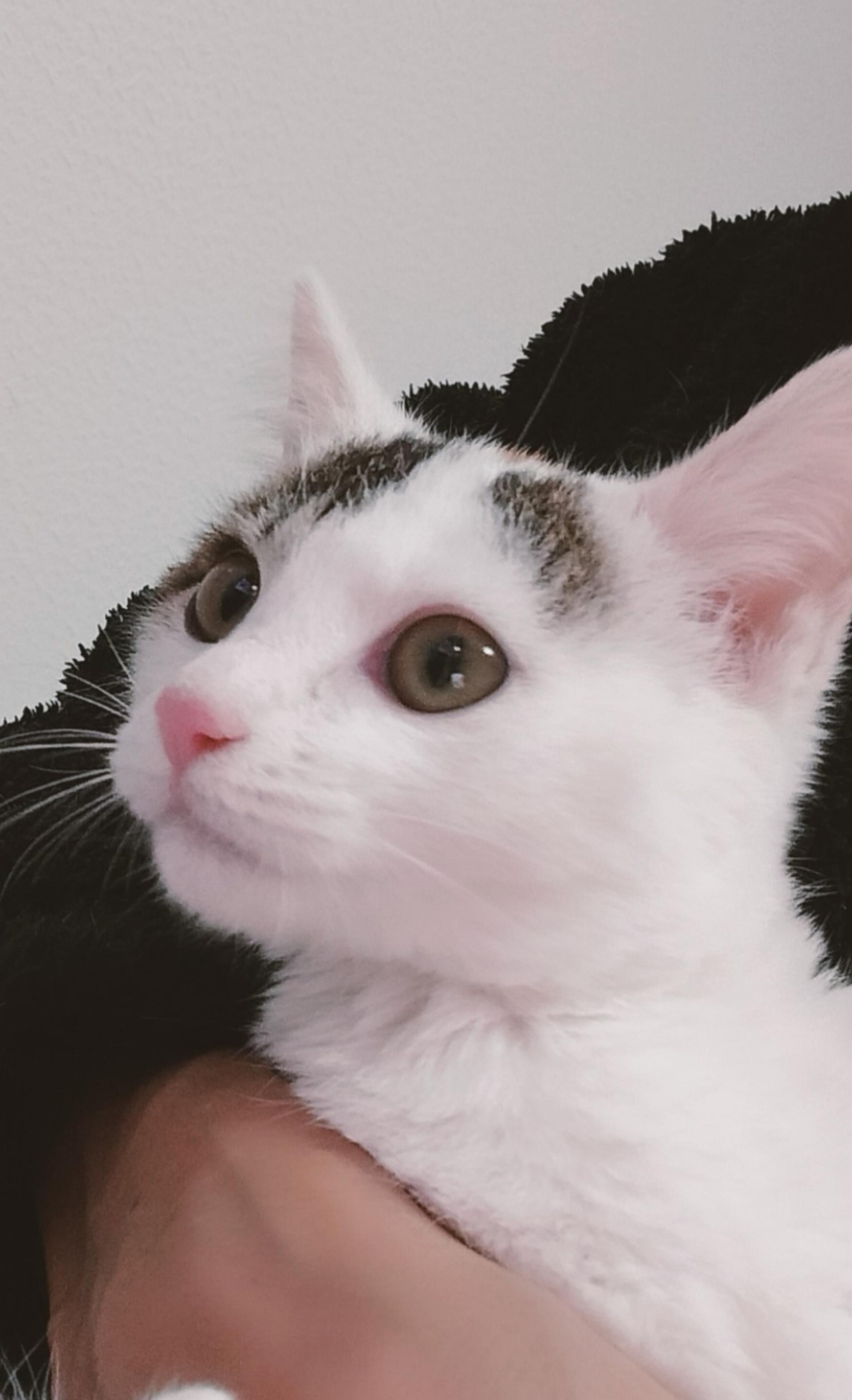 pet-image-4