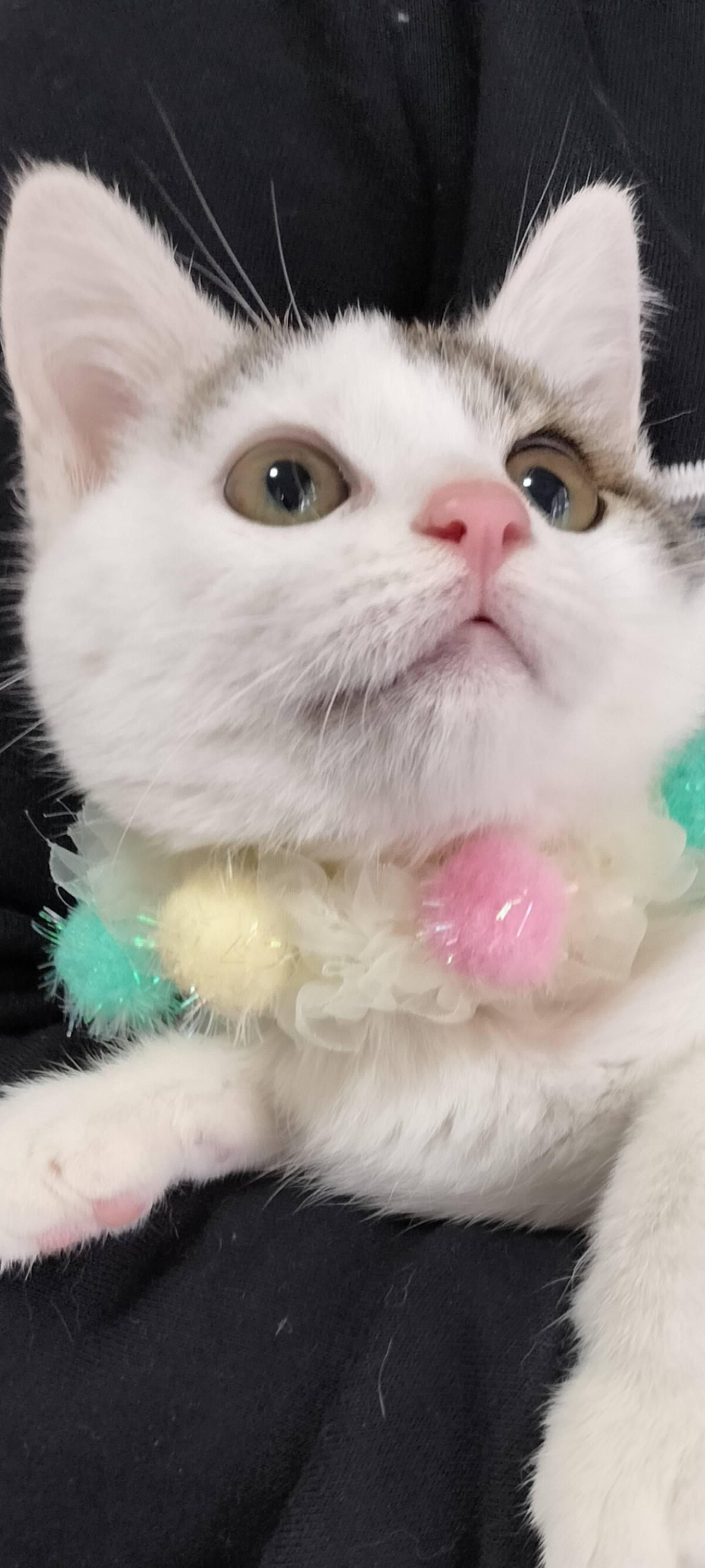 雑種（ミックス猫）・メスの里親募集の写真