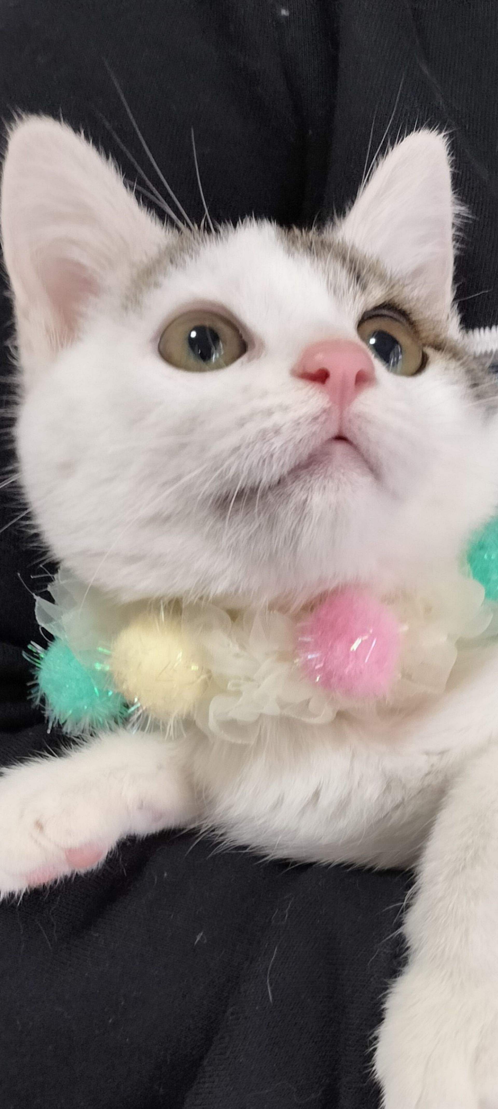 雑種（ミックス猫）・メスの里親募集の写真