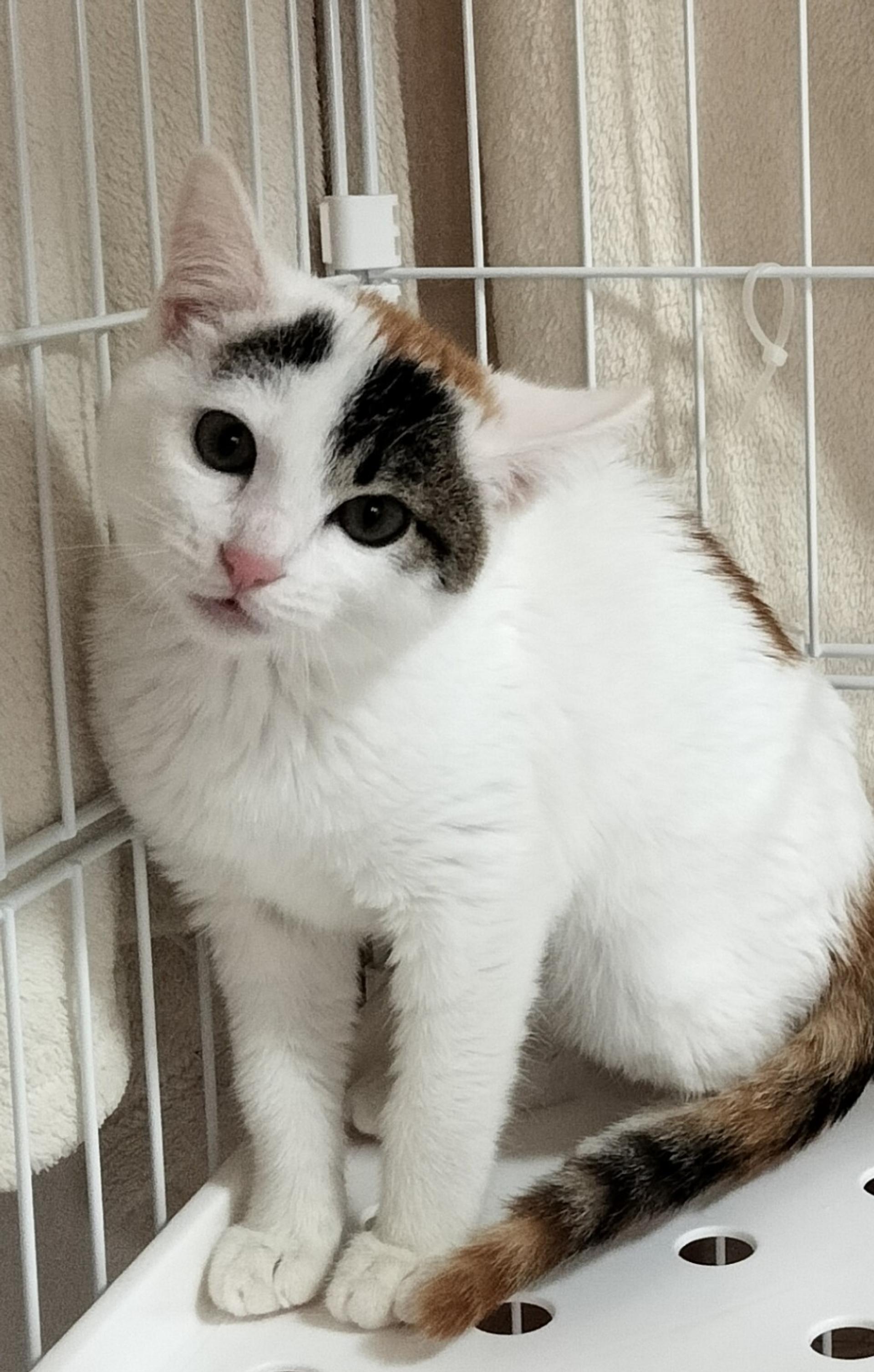 pet-image-2