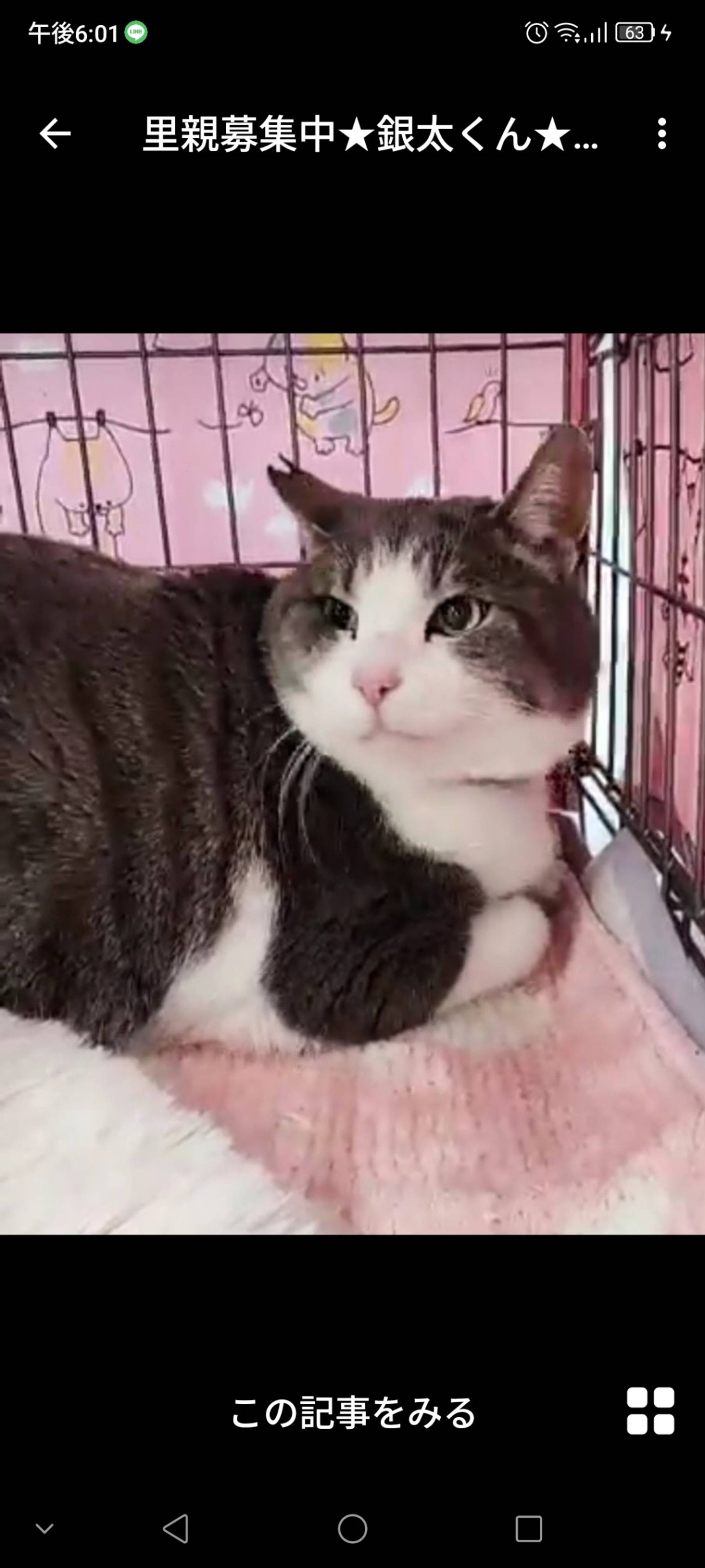 雑種（ミックス猫）・オスの里親募集の写真