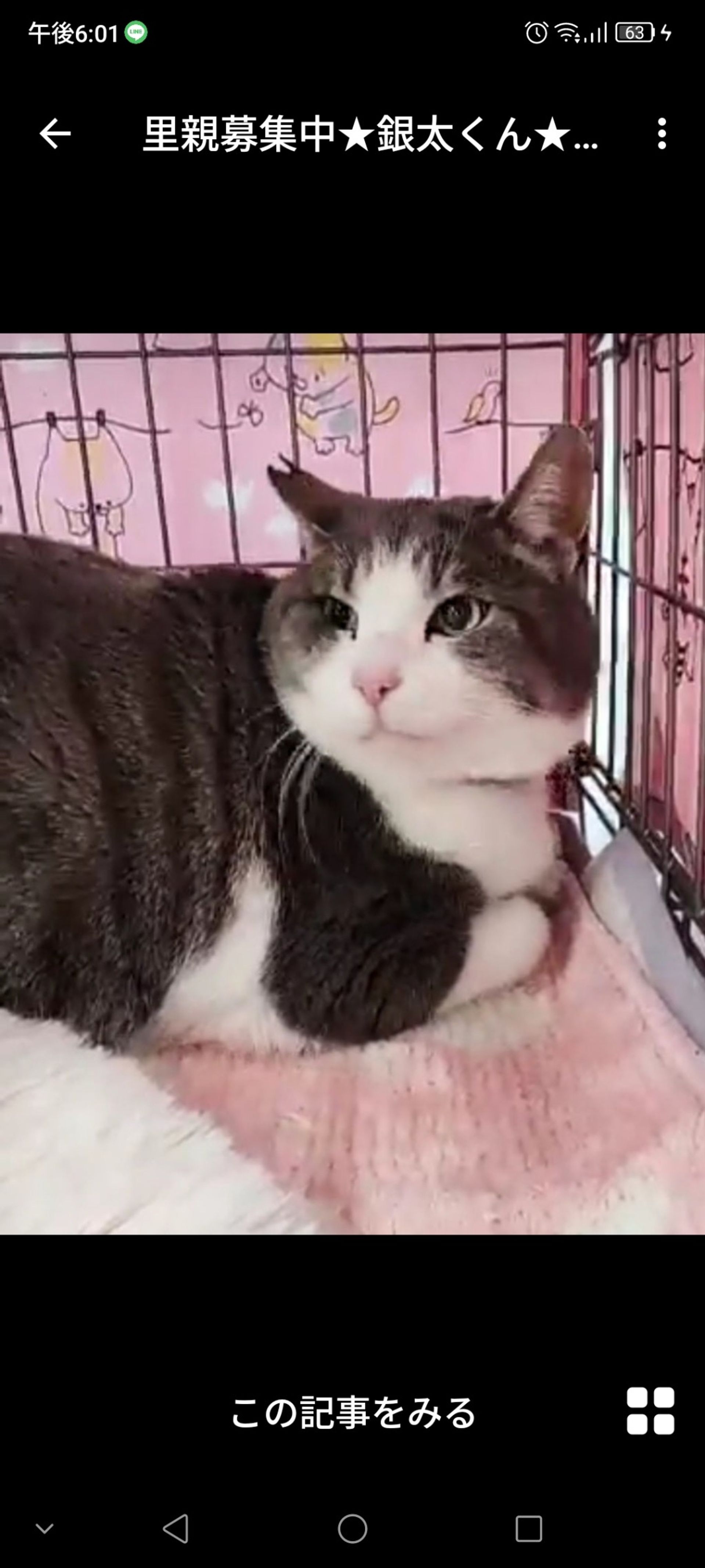 雑種（ミックス猫）・オスの里親募集の写真
