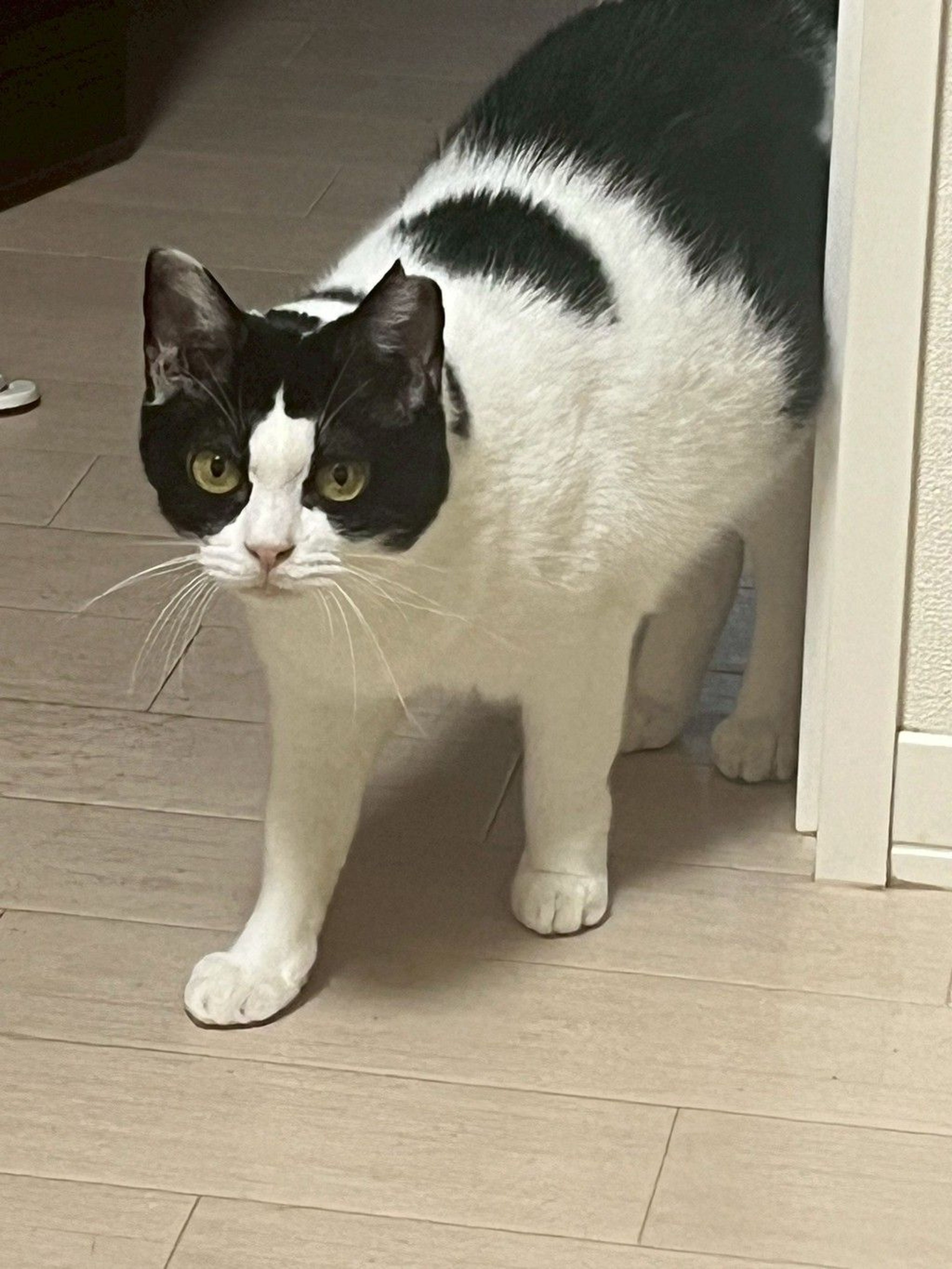 雑種（ミックス猫）・メスの里親募集の写真