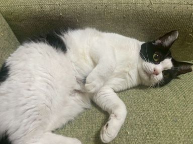 雑種（ミックス猫）・メスの里親募集の写真