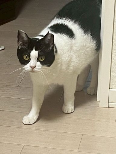 雑種（ミックス猫）・メスの里親募集の写真