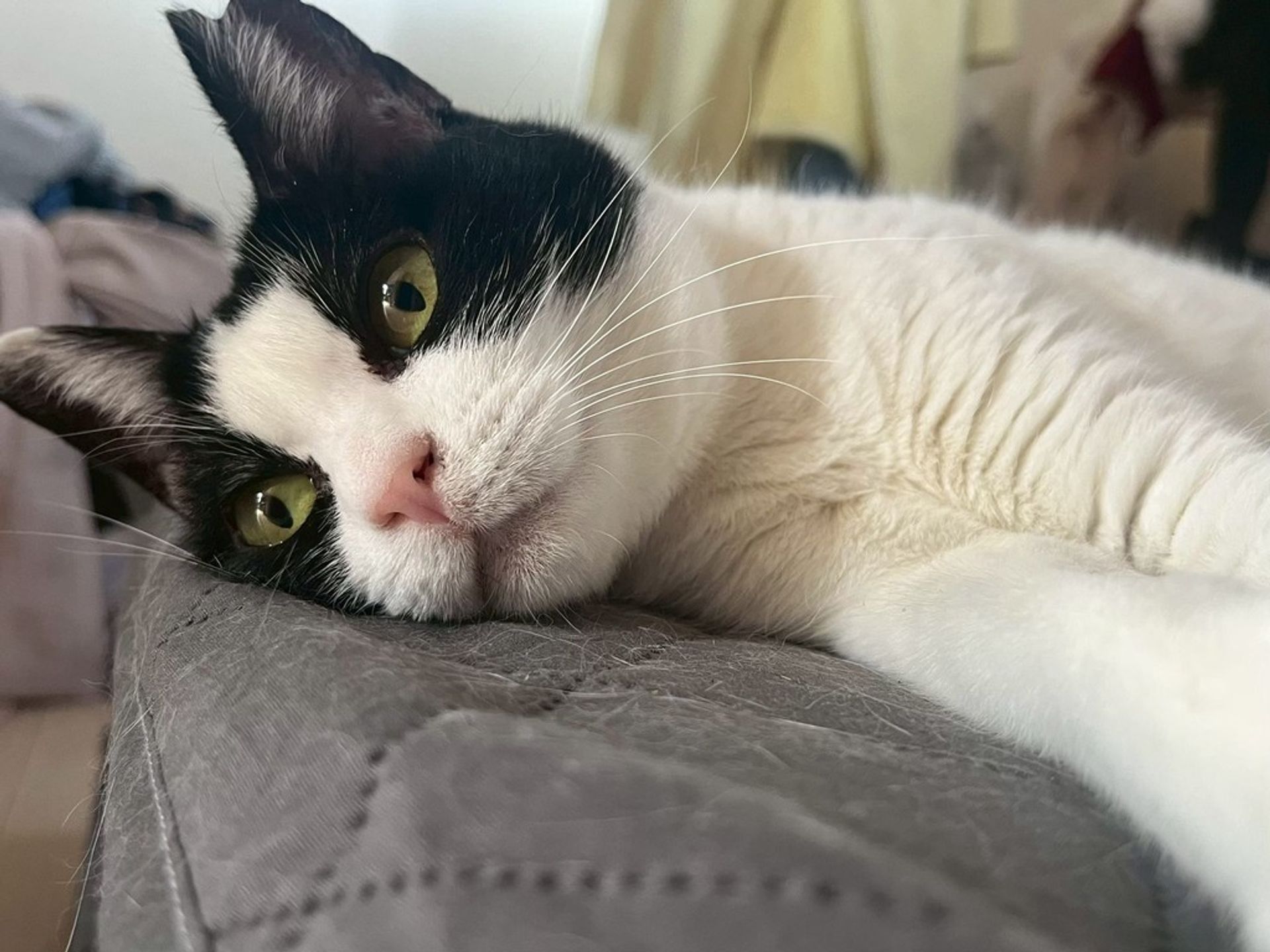 雑種（ミックス猫）・メスの里親募集の写真
