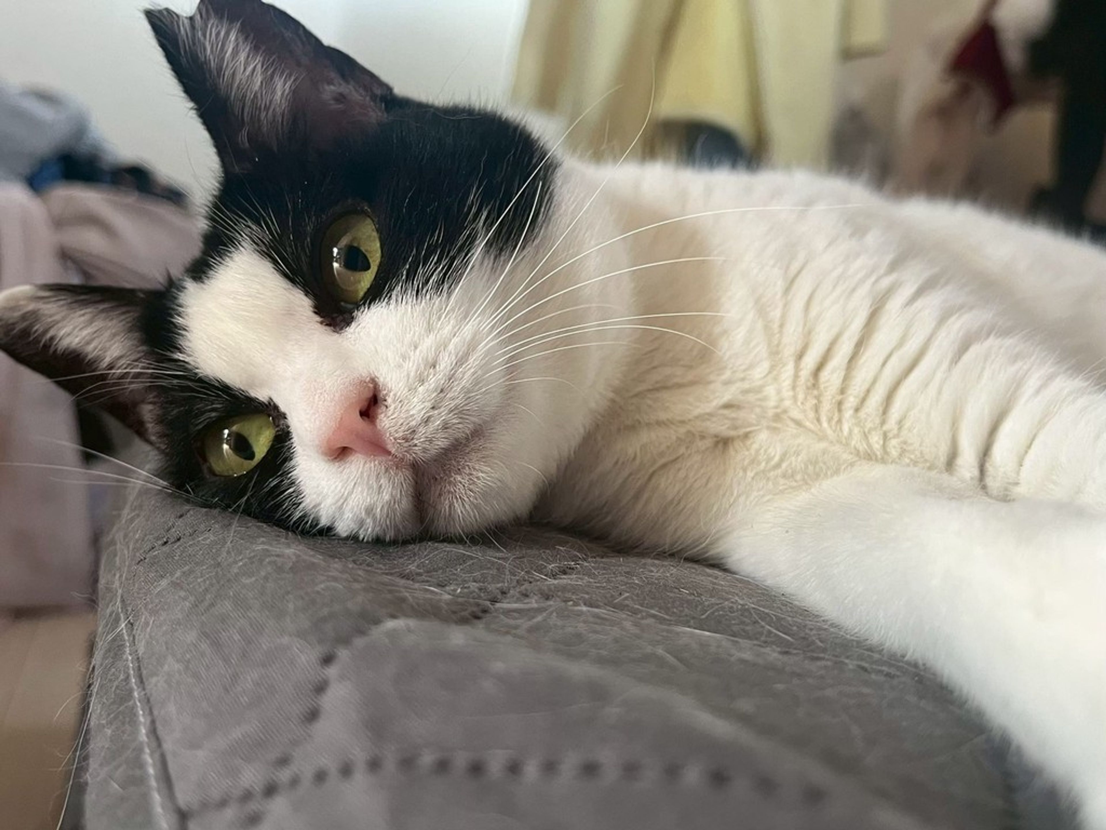 雑種（ミックス猫）・メスの里親募集の写真