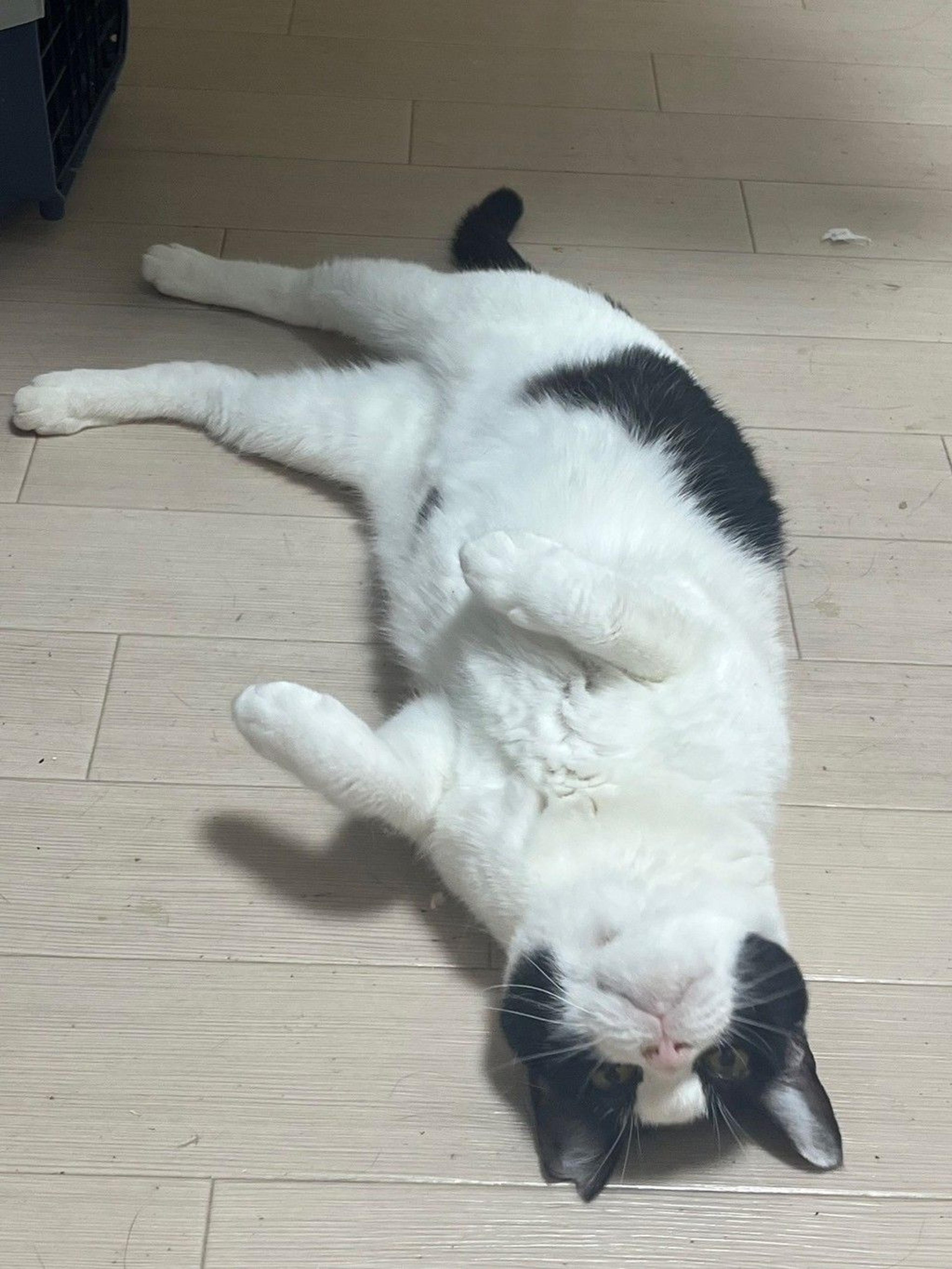 pet-image-5