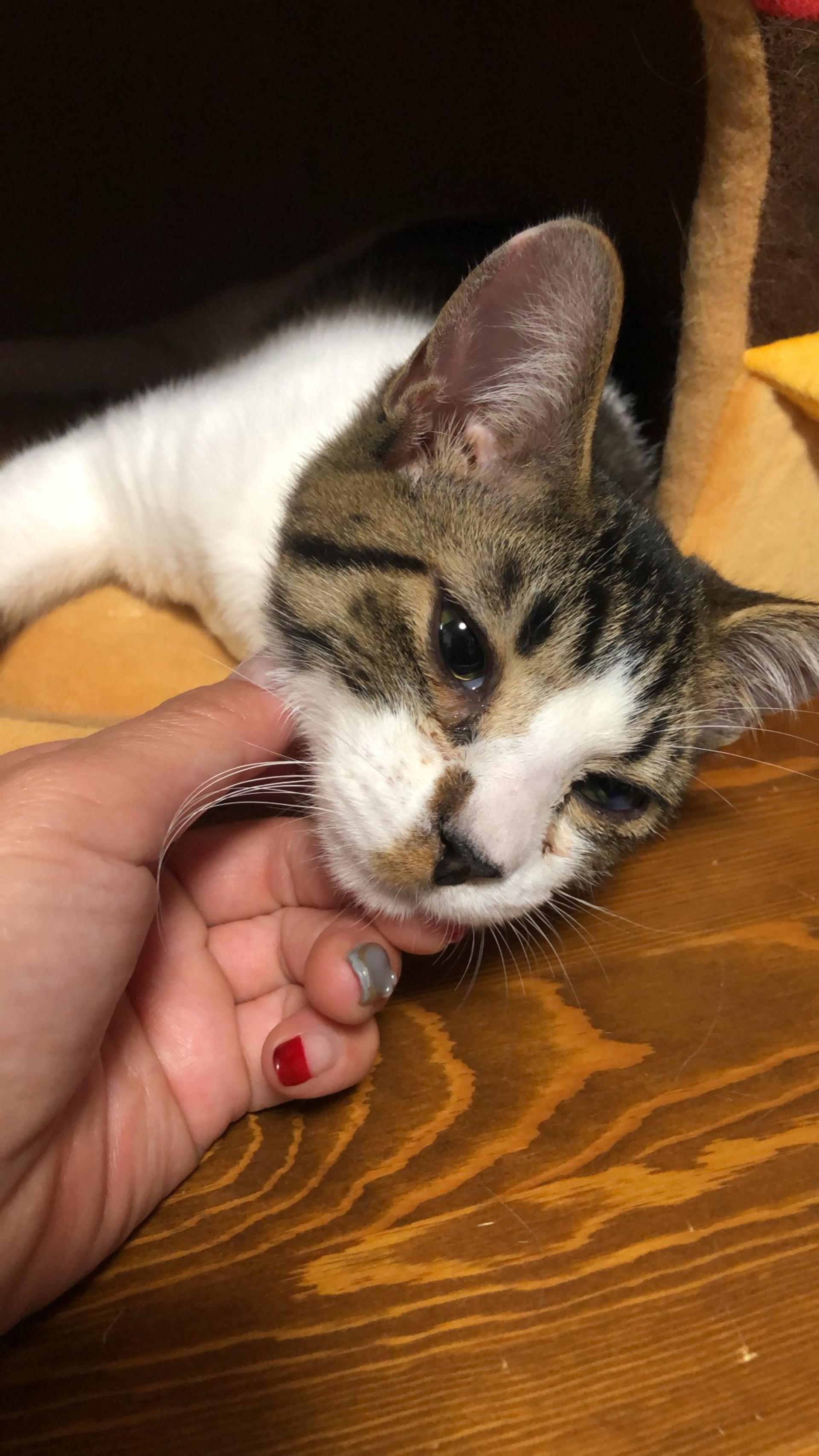 pet-image-2