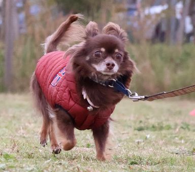 メリダ(お見合い予約は事前にご連絡お願いします)