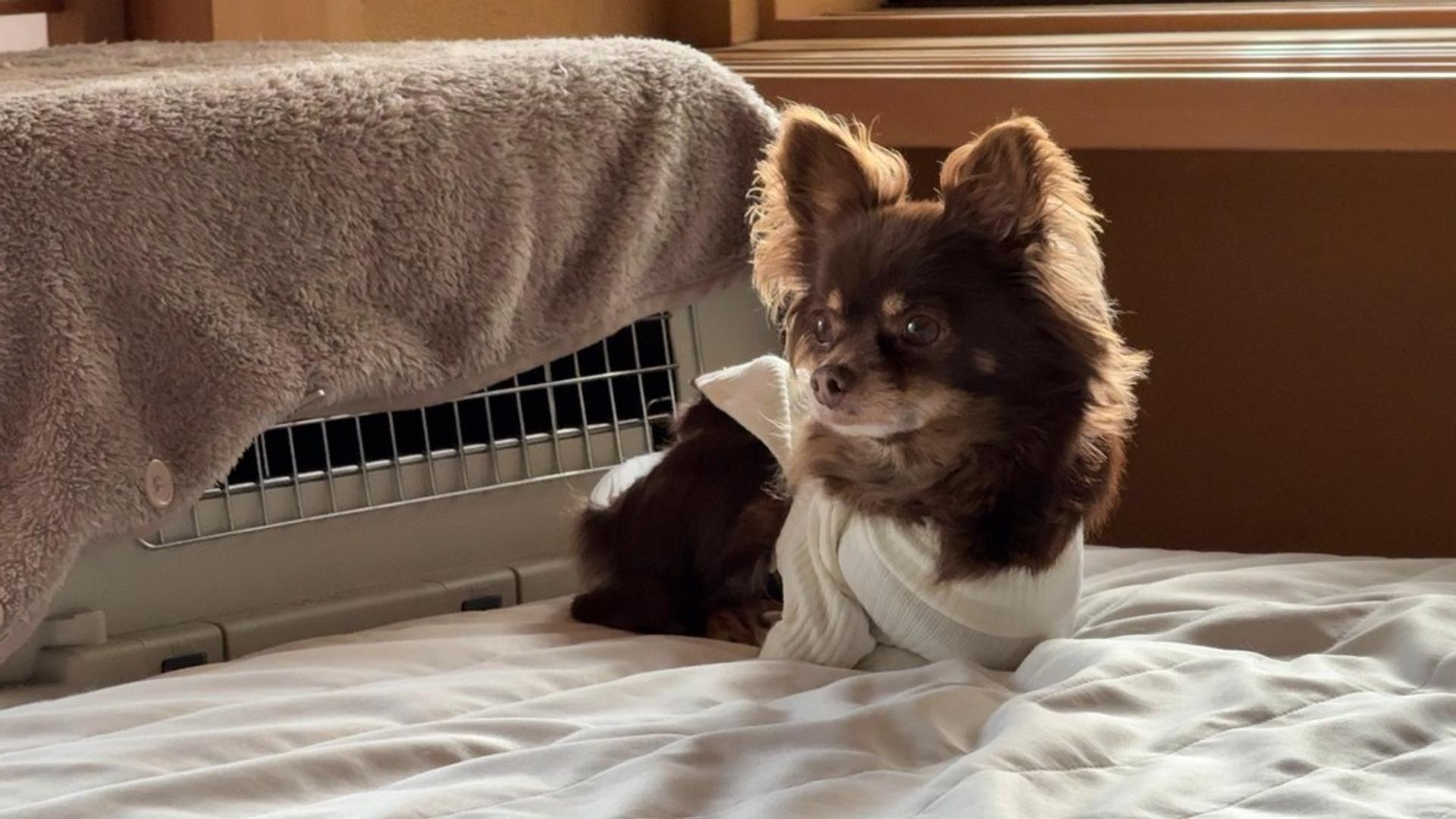 pet-image-2