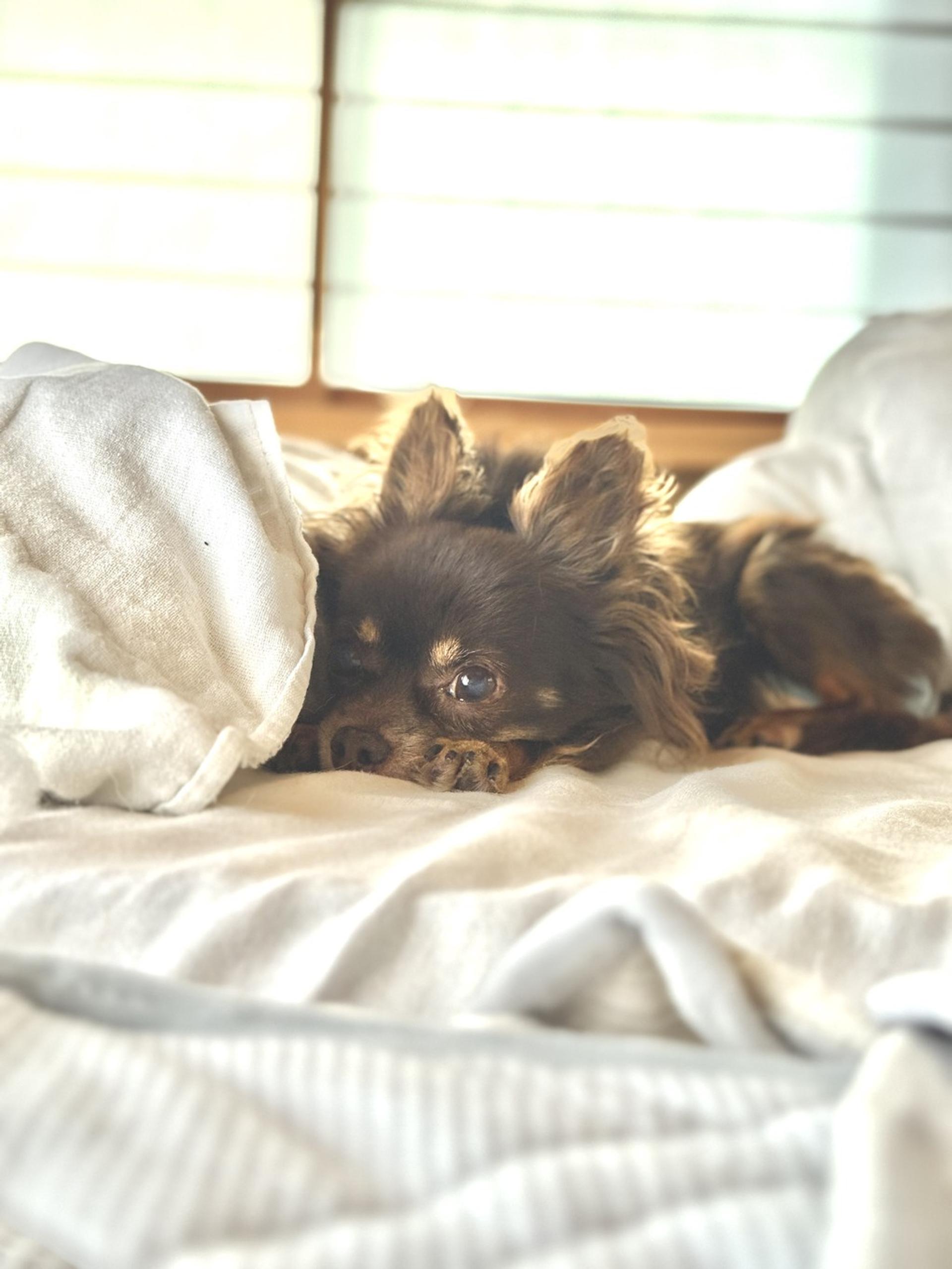 pet-image-3