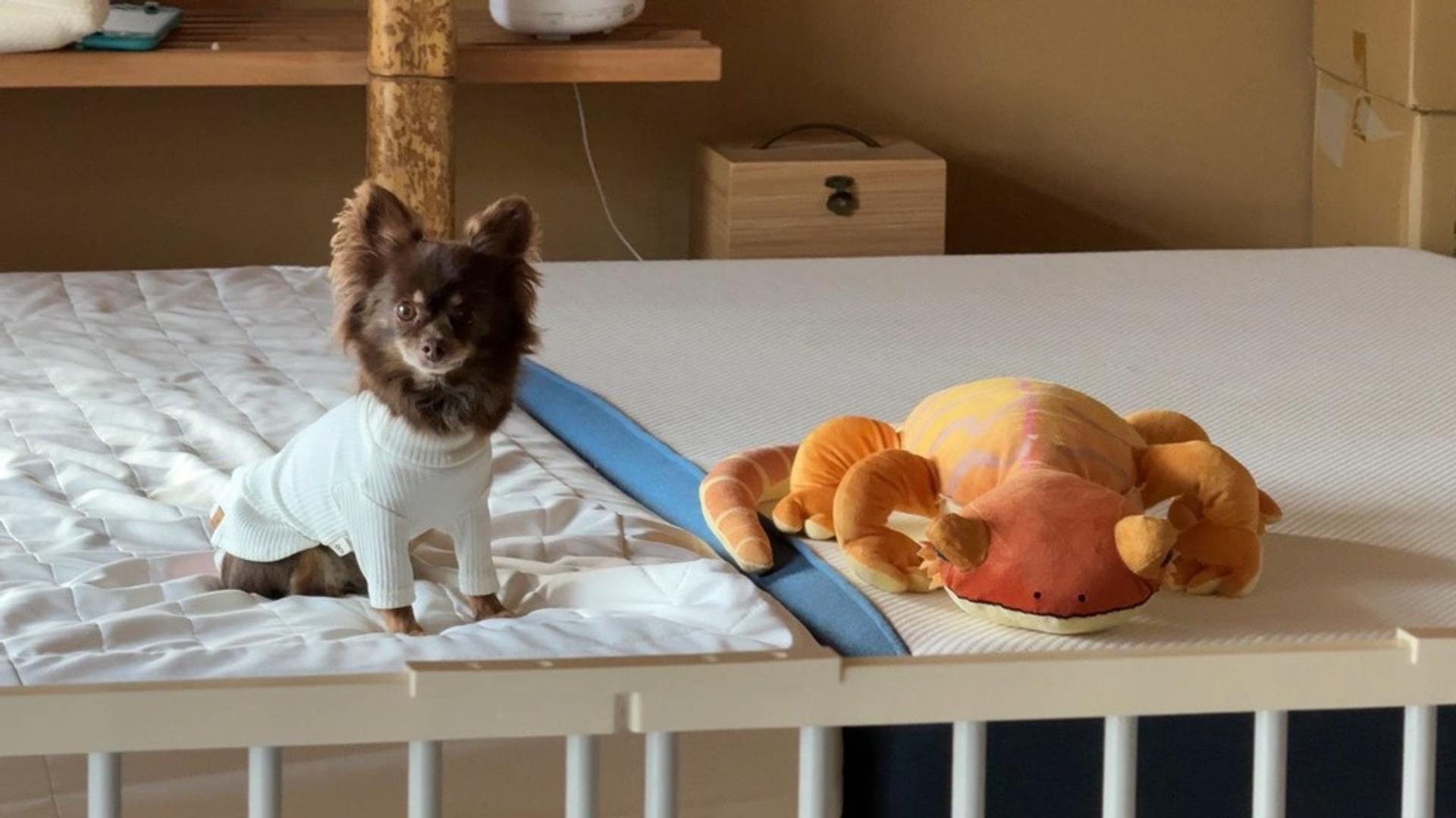 pet-image-5