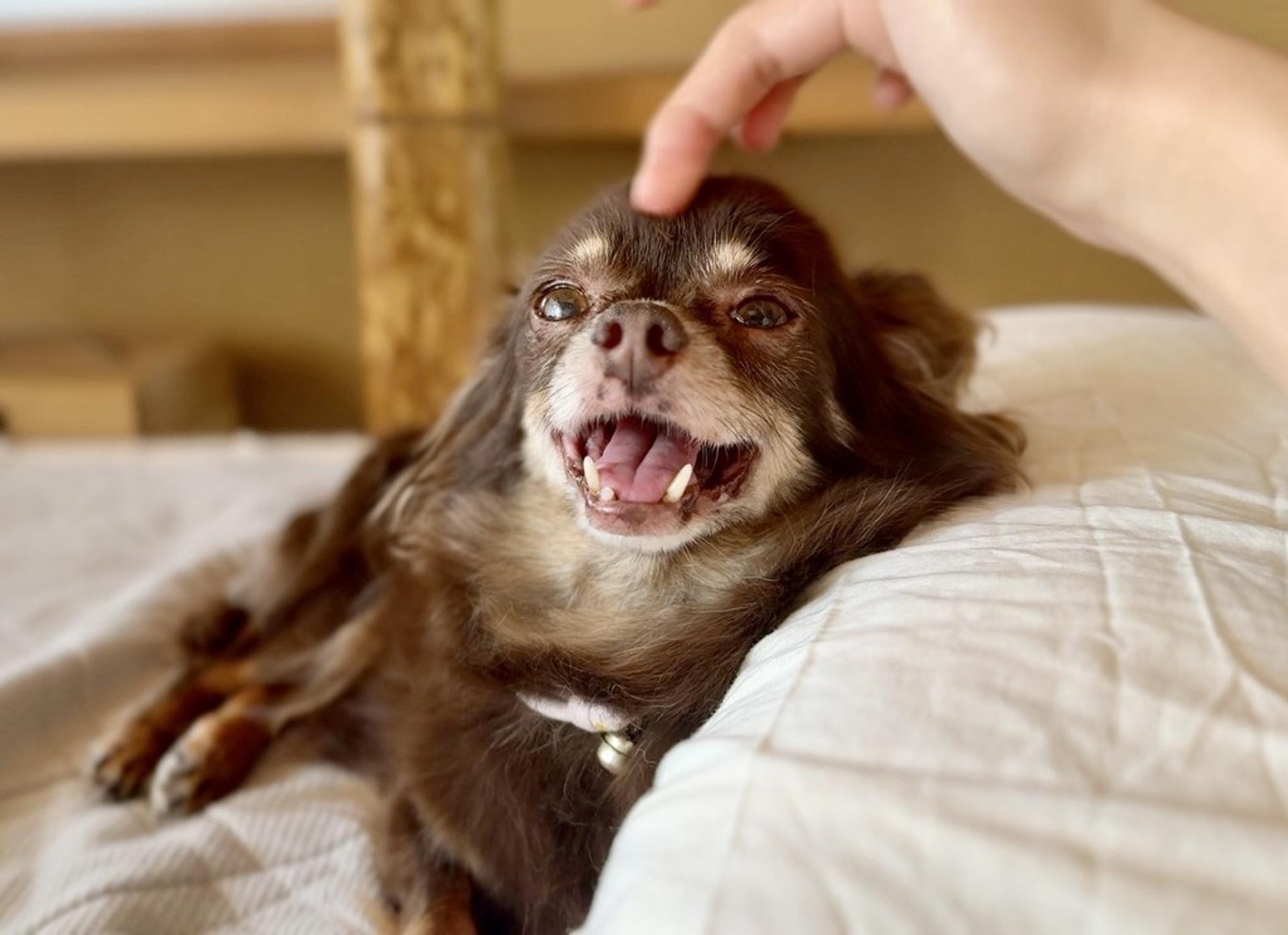 pet-image-7