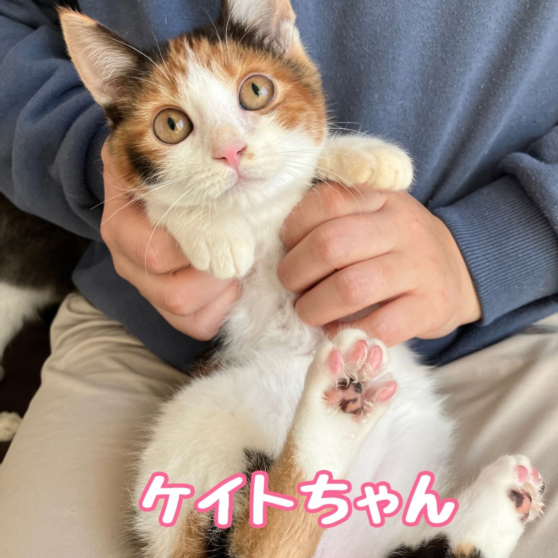 雑種（ミックス猫）・メスの里親募集の写真
