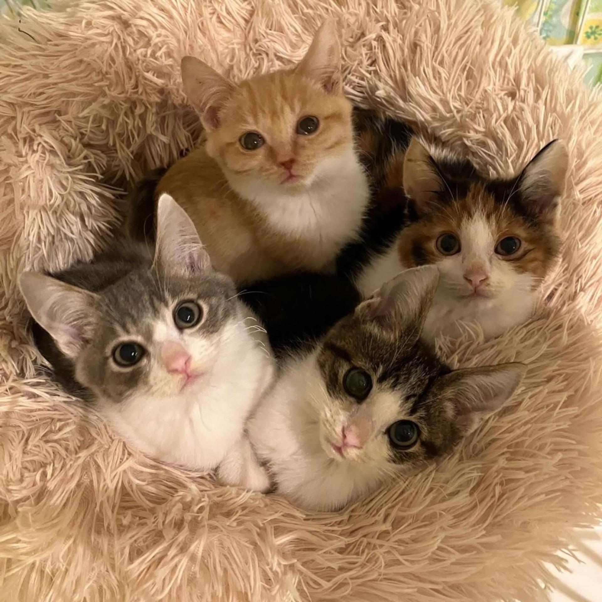 pet-image-3