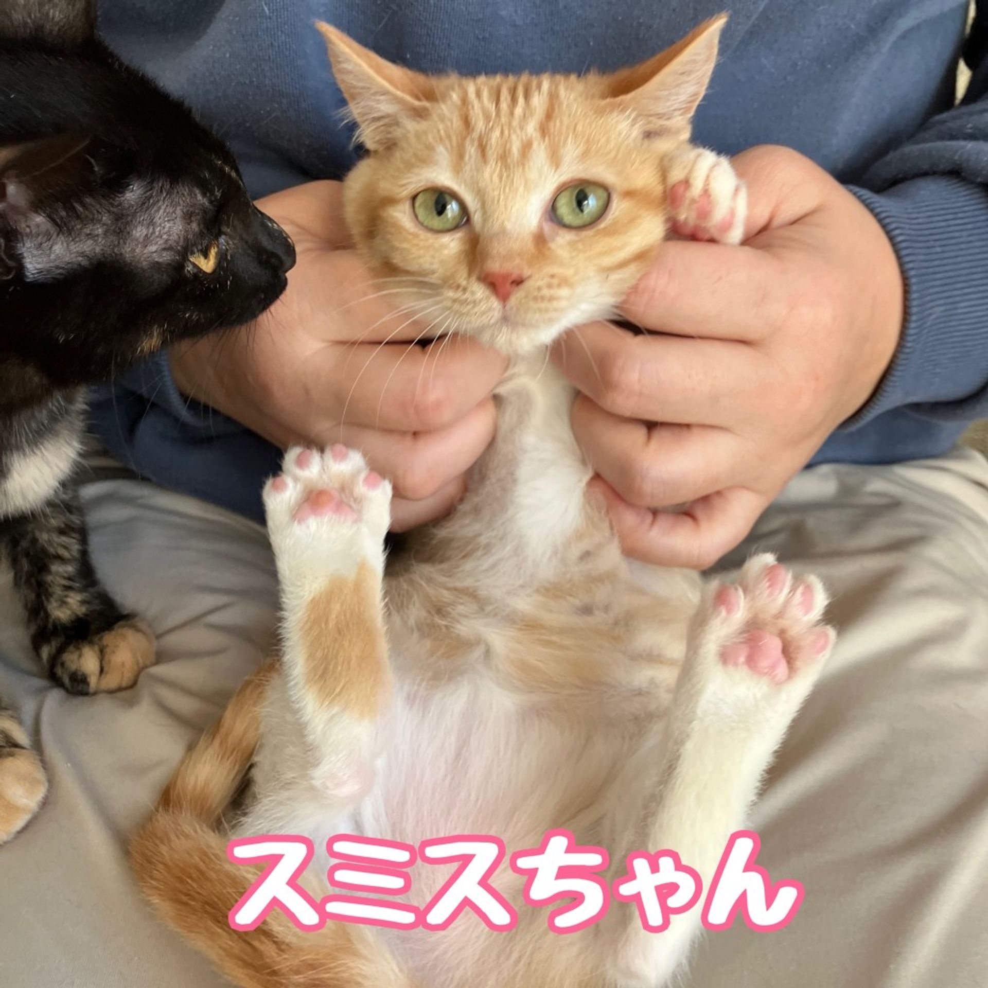 雑種（ミックス猫）・メスの里親募集の写真